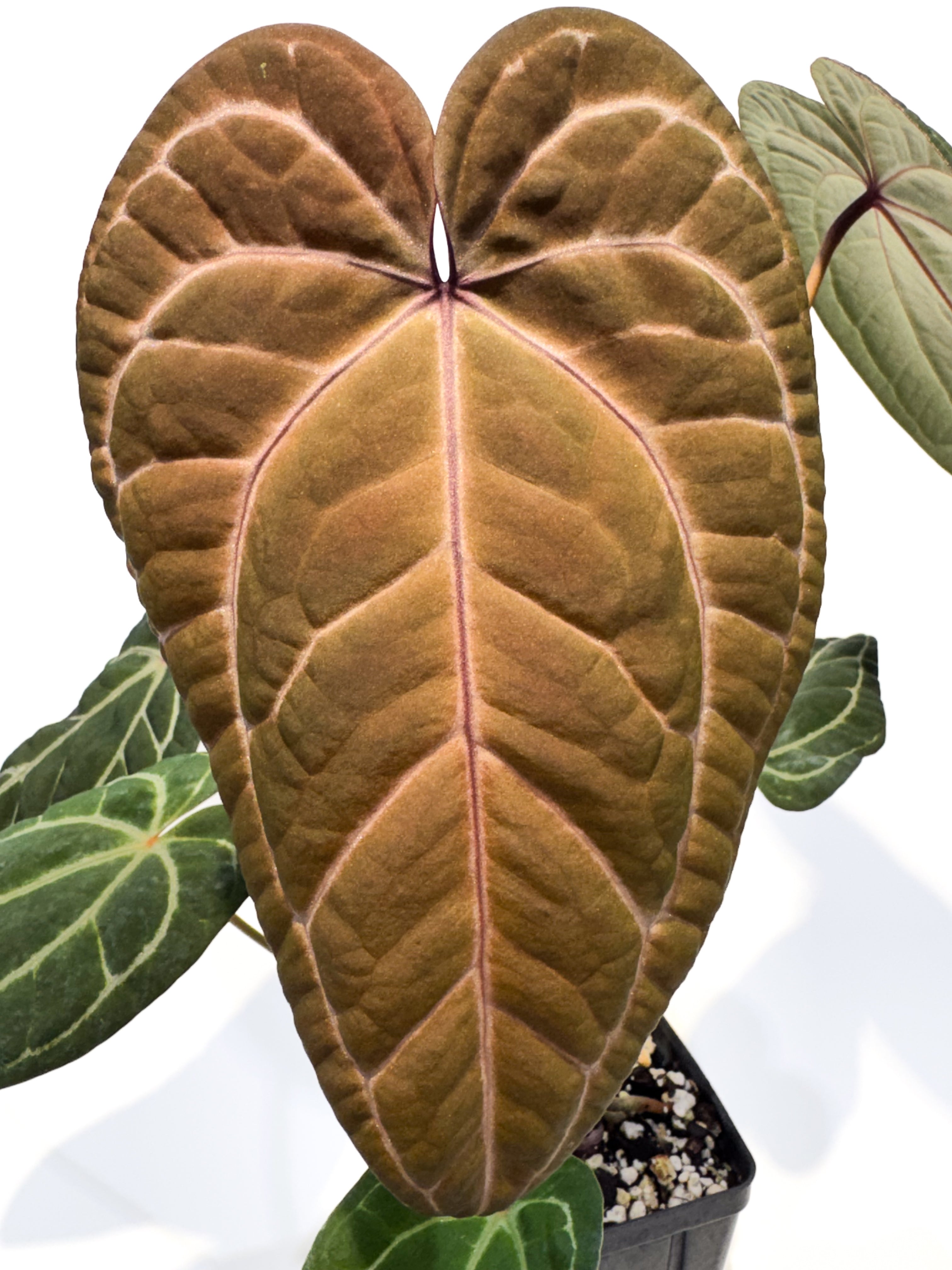 最終値下げ THETOE Anthurium Tulle Tops Anthurium Tulle Tops – THE TOÉ