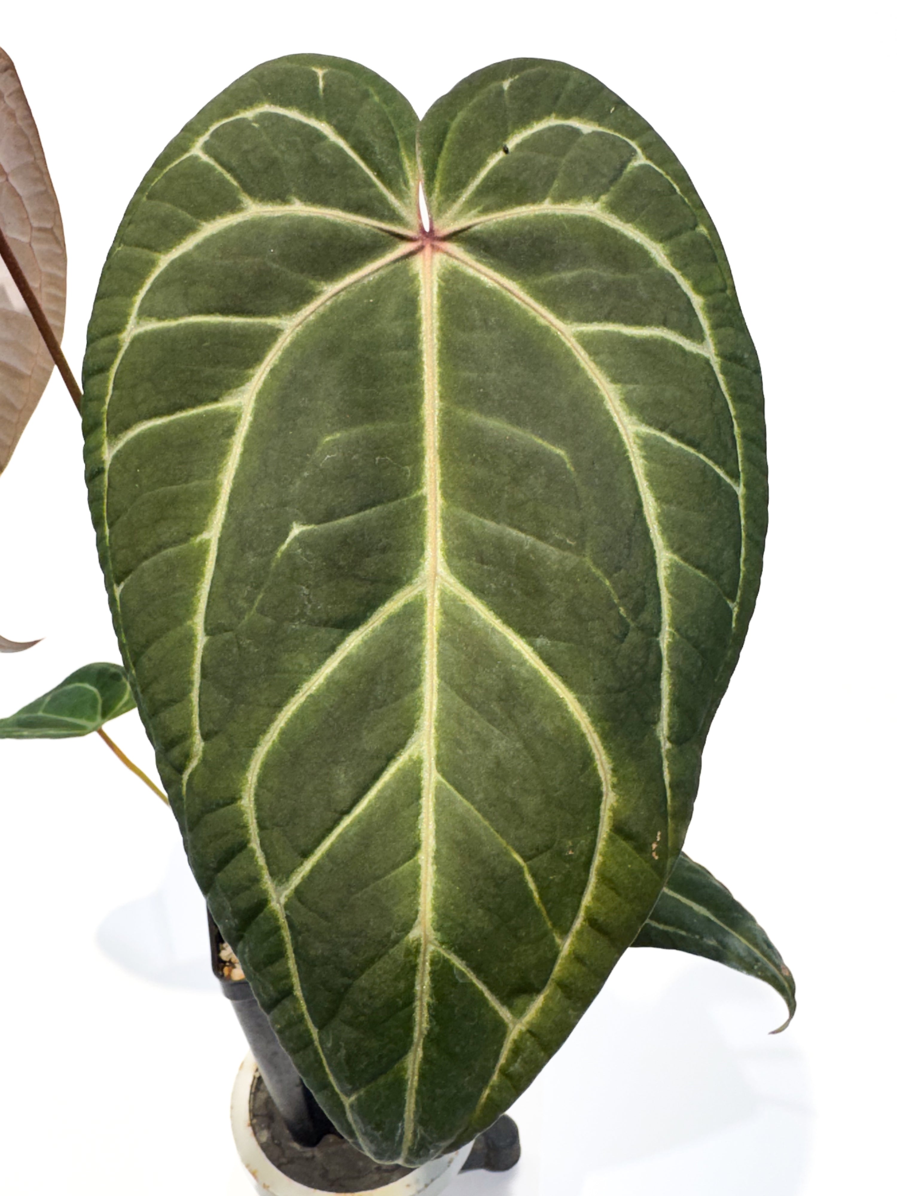 Anthurium 'Doc Block Purple F2' x ('Rotundatum X' / 'Doc Block Purple F2 #2') (CS107)