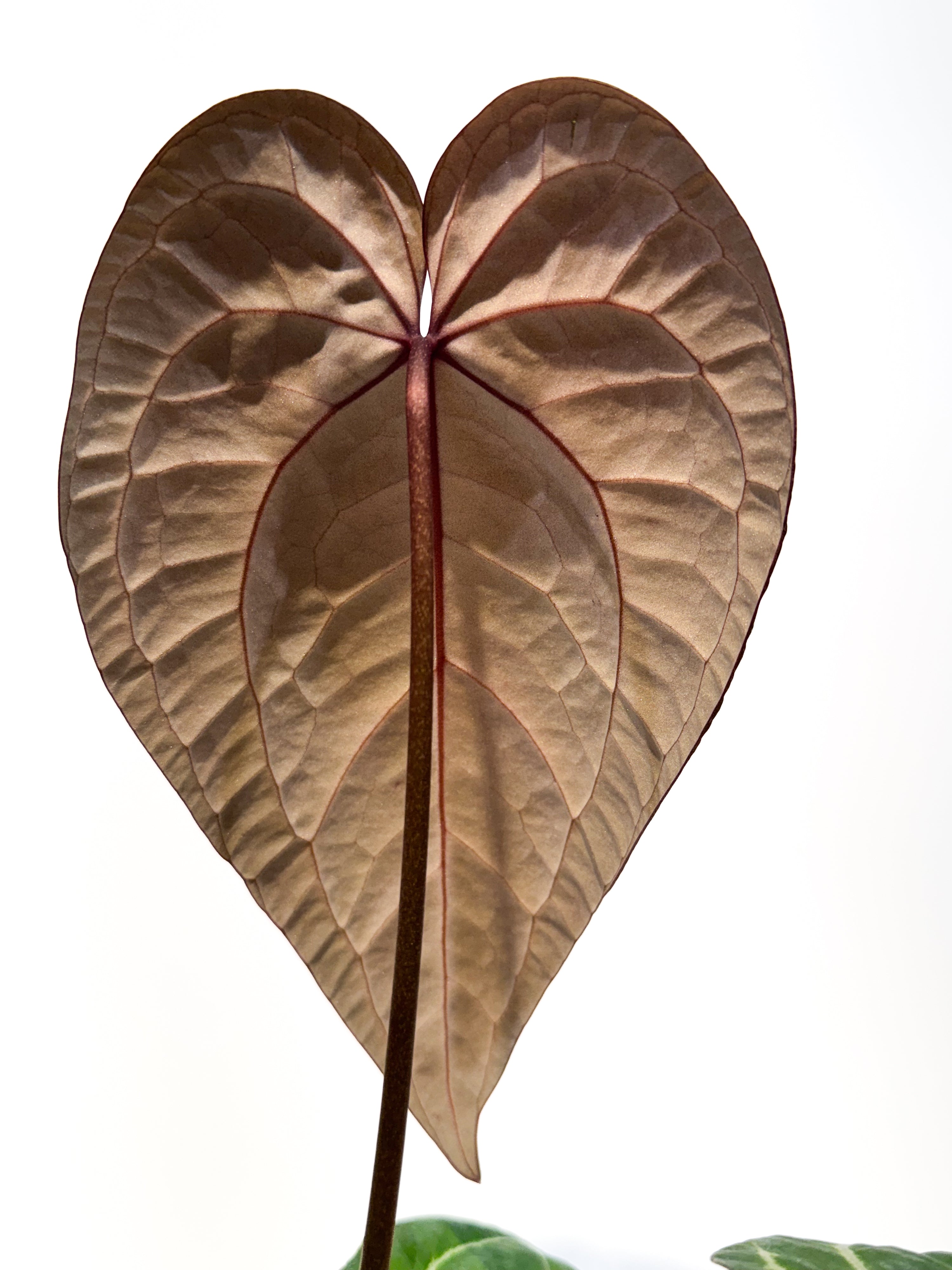 Anthurium 'Doc Block Purple F2' x ('Rotundatum X' / 'Doc Block Purple F2 #2') (CS107)