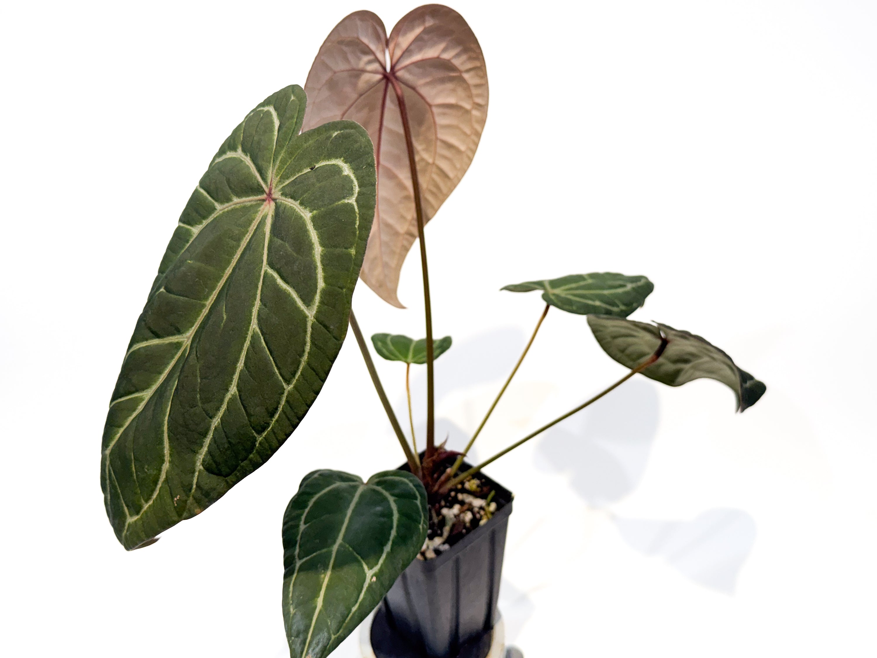 Anthurium 'Doc Block Purple F2' x ('Rotundatum X' / 'Doc Block Purple F2 #2') (CS107)