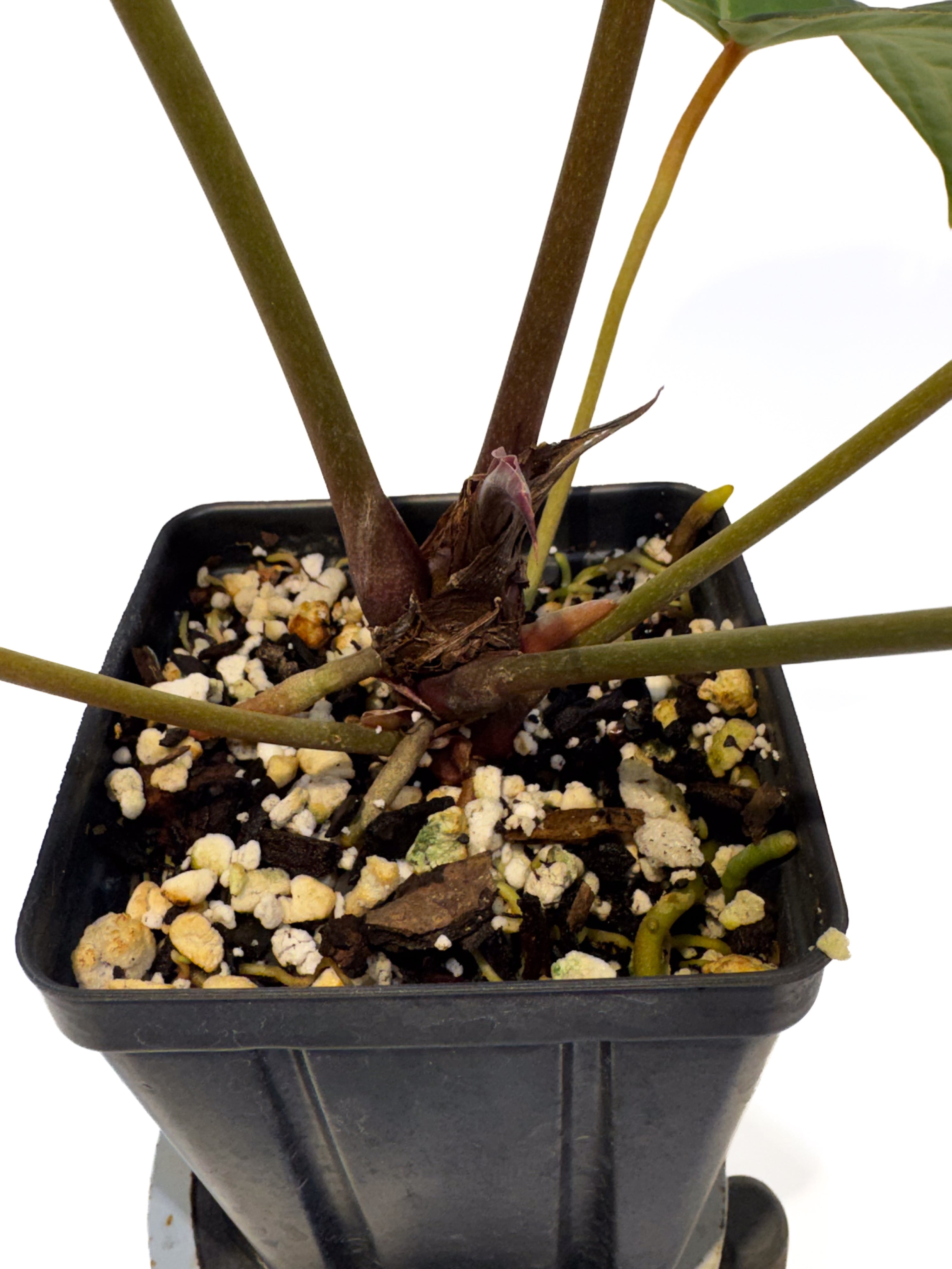 Anthurium 'Doc Block Purple F2' x ('Rotundatum X' / 'Doc Block Purple F2 #2') (CS107)