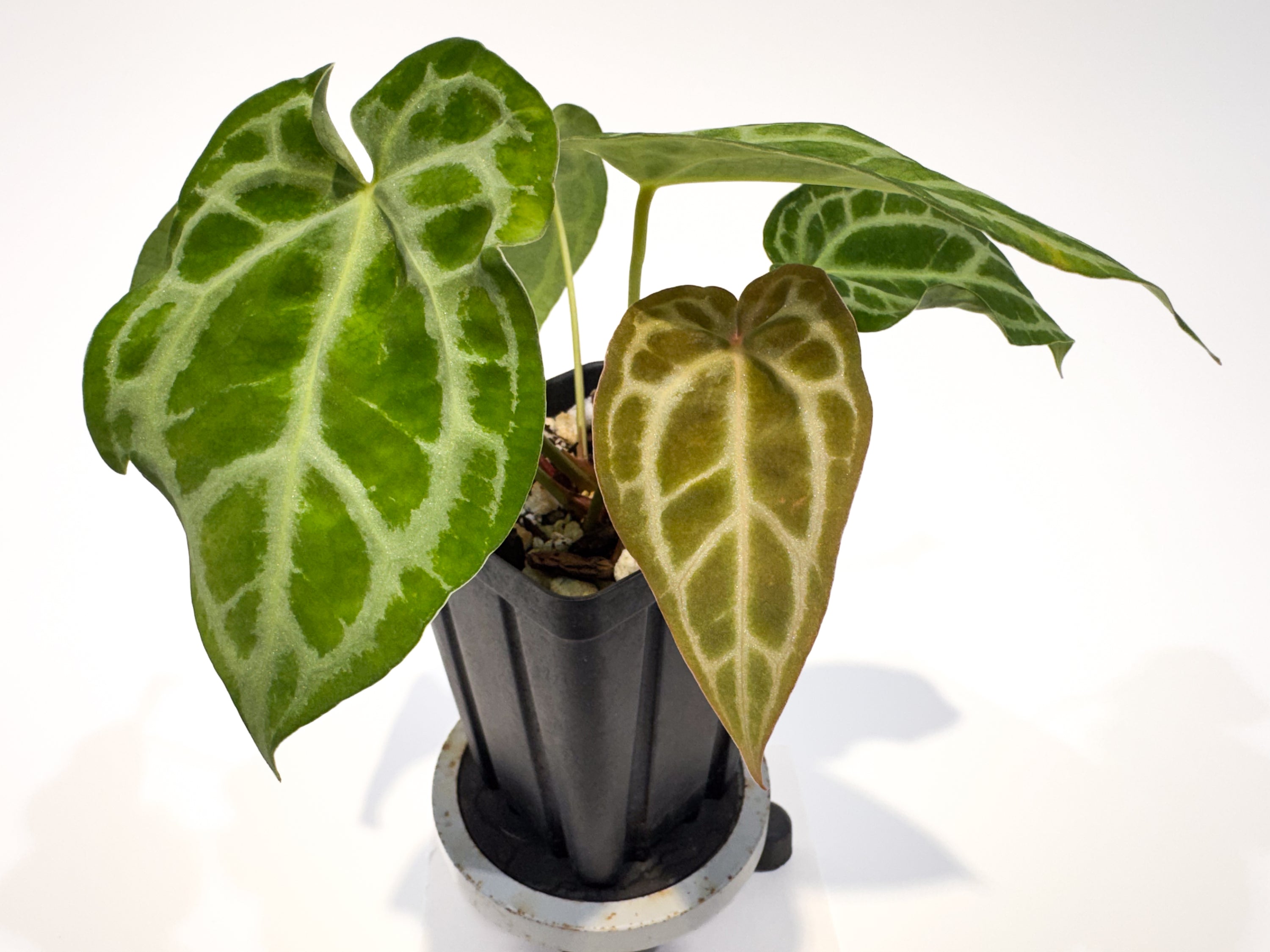 Anthurium 'Doc Block Red F2' x 'Doc Block Purple F2' (CS108)