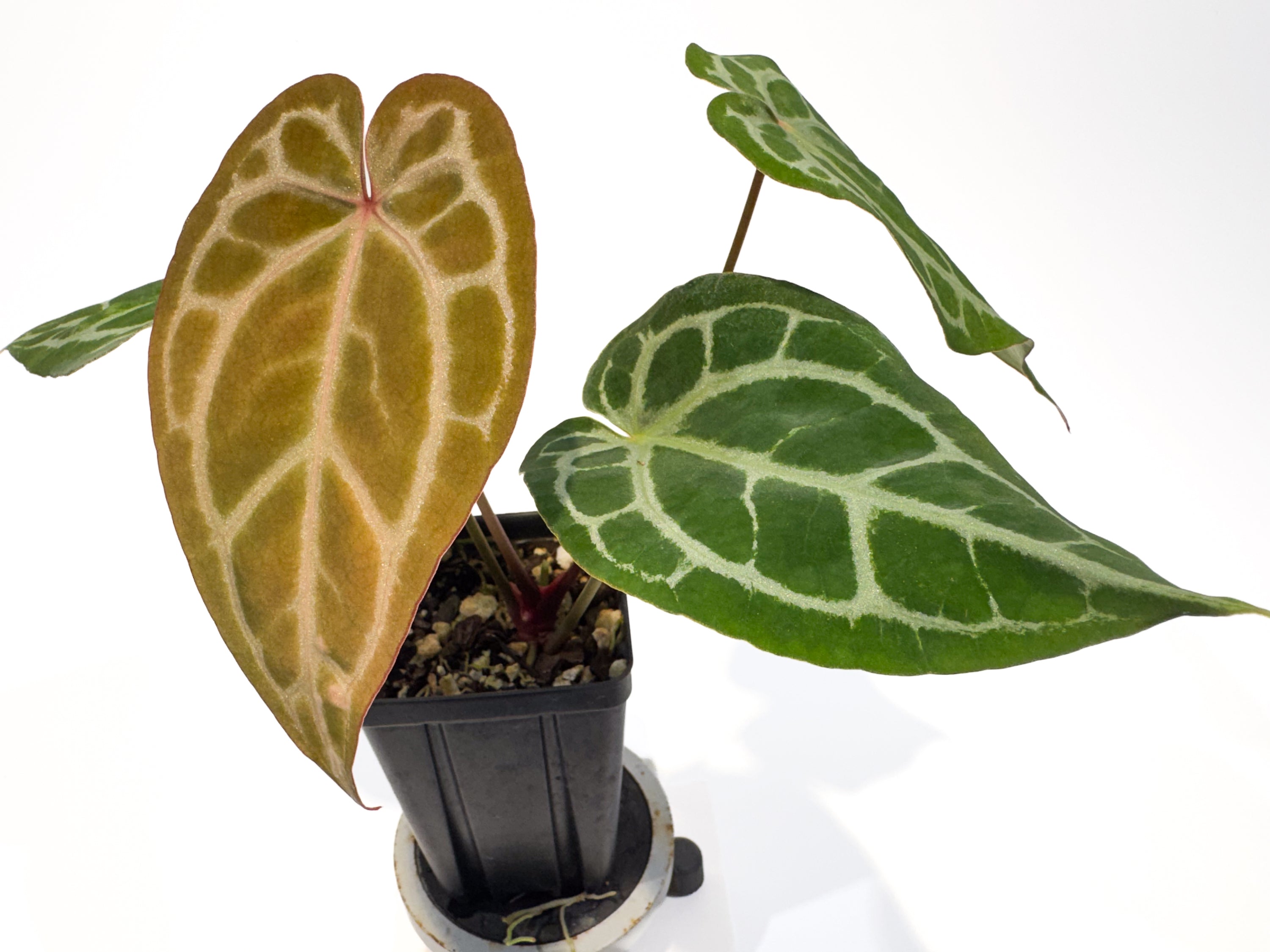 Anthurium 'Doc Block Red F2' x 'Doc Block Purple F2' (CS109)