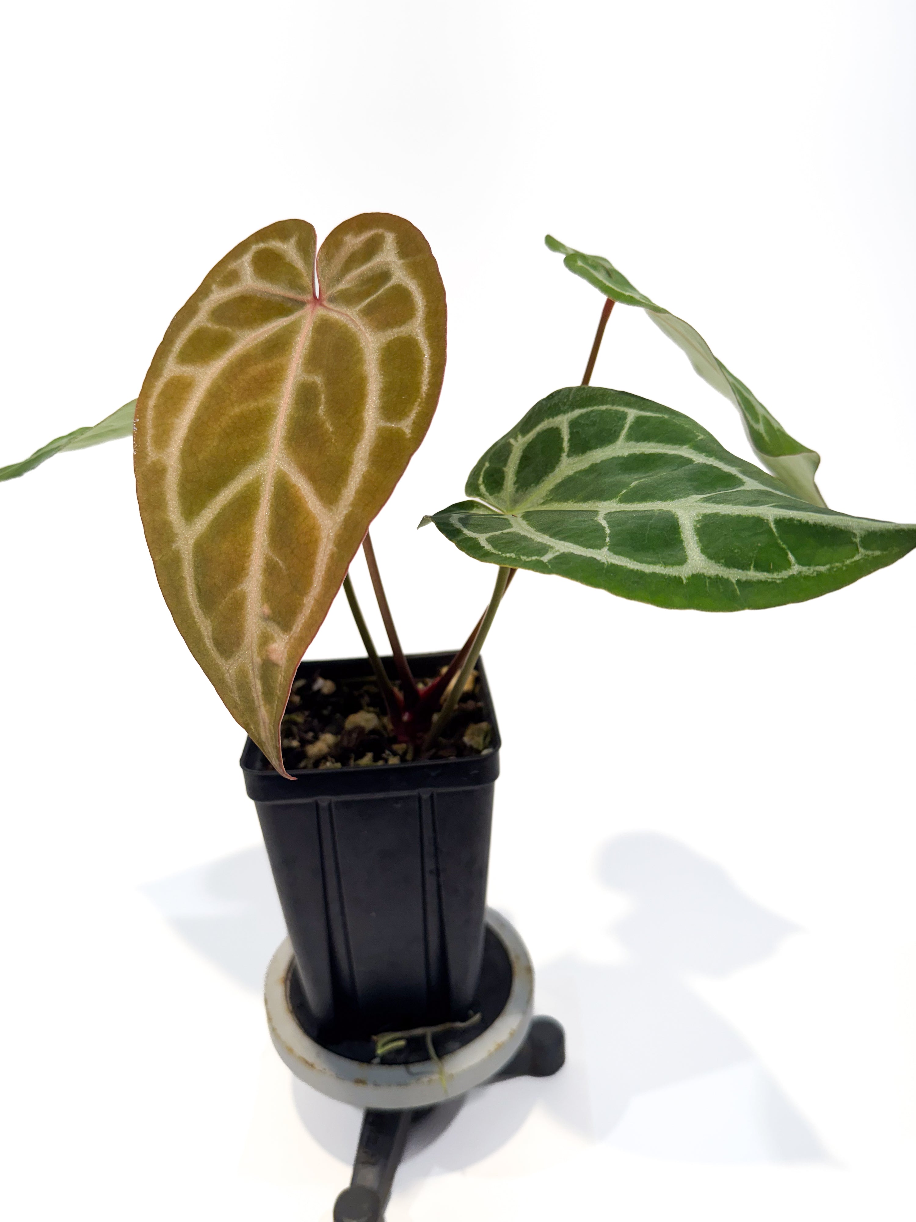 Anthurium 'Doc Block Red F2' x 'Doc Block Purple F2' (CS109)