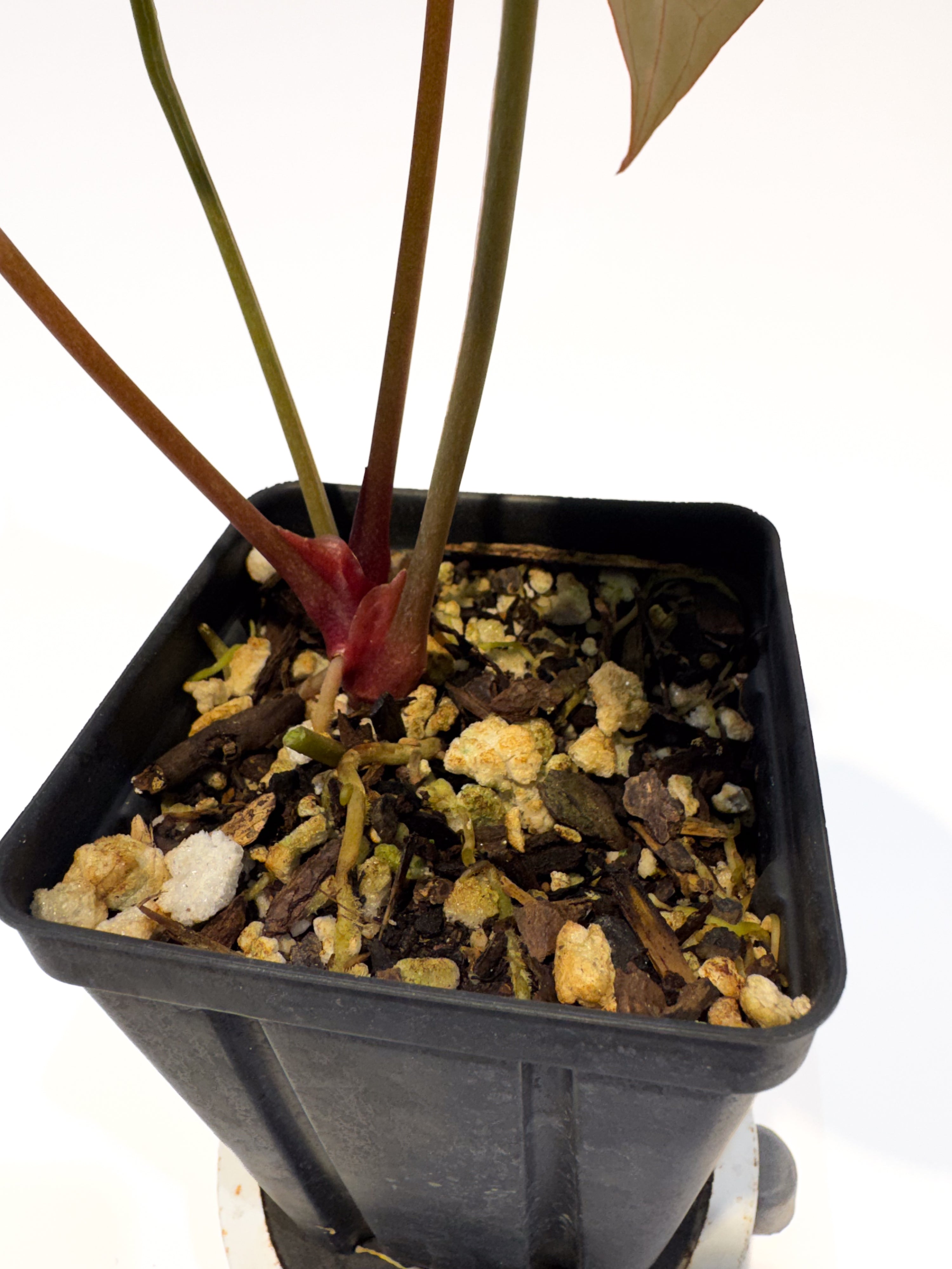 Anthurium 'Doc Block Red F2' x 'Doc Block Purple F2' (CS109)