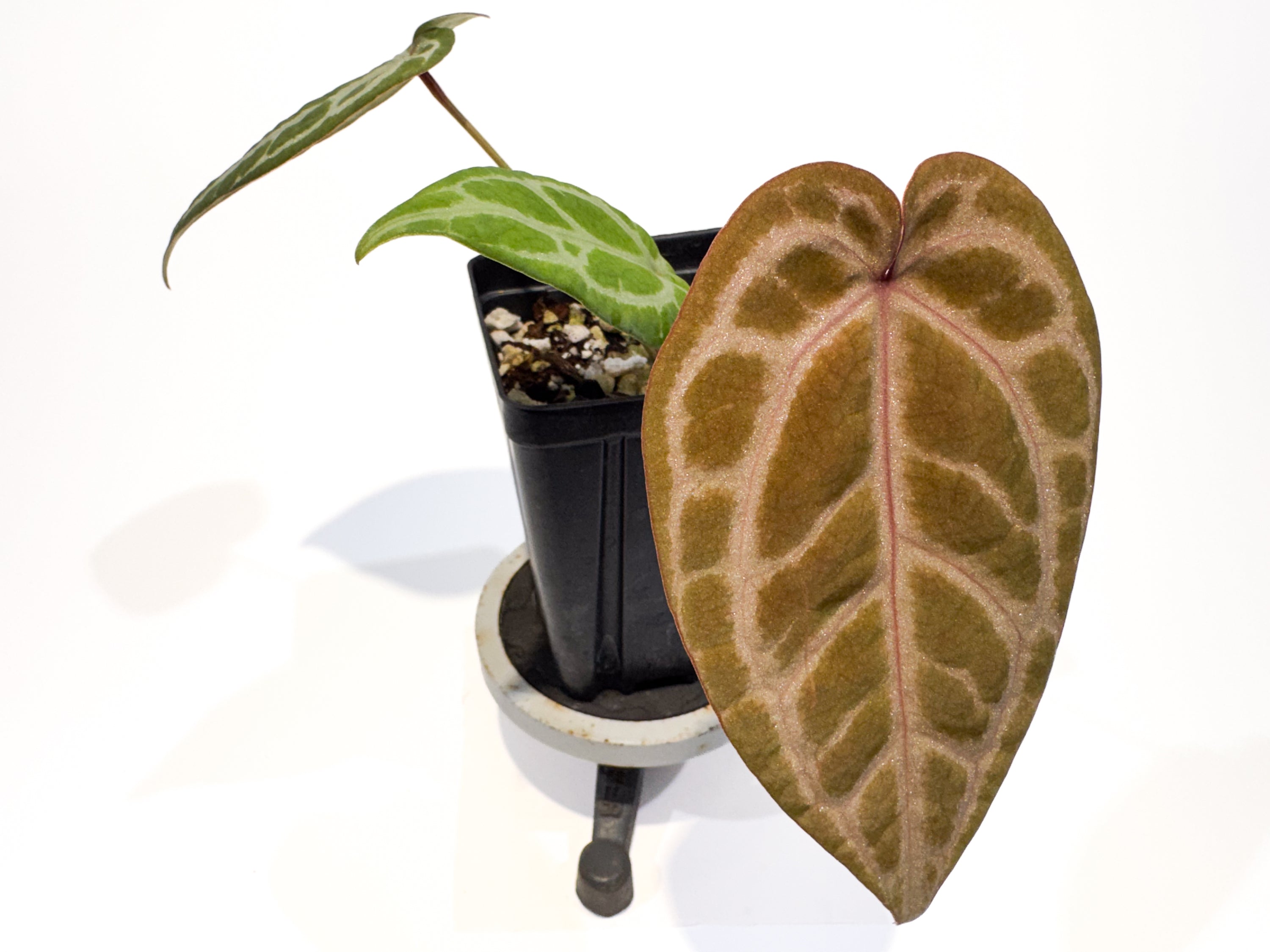 Anthurium 'Doc Block Purple F2' x 'SKG grey' (CS110)