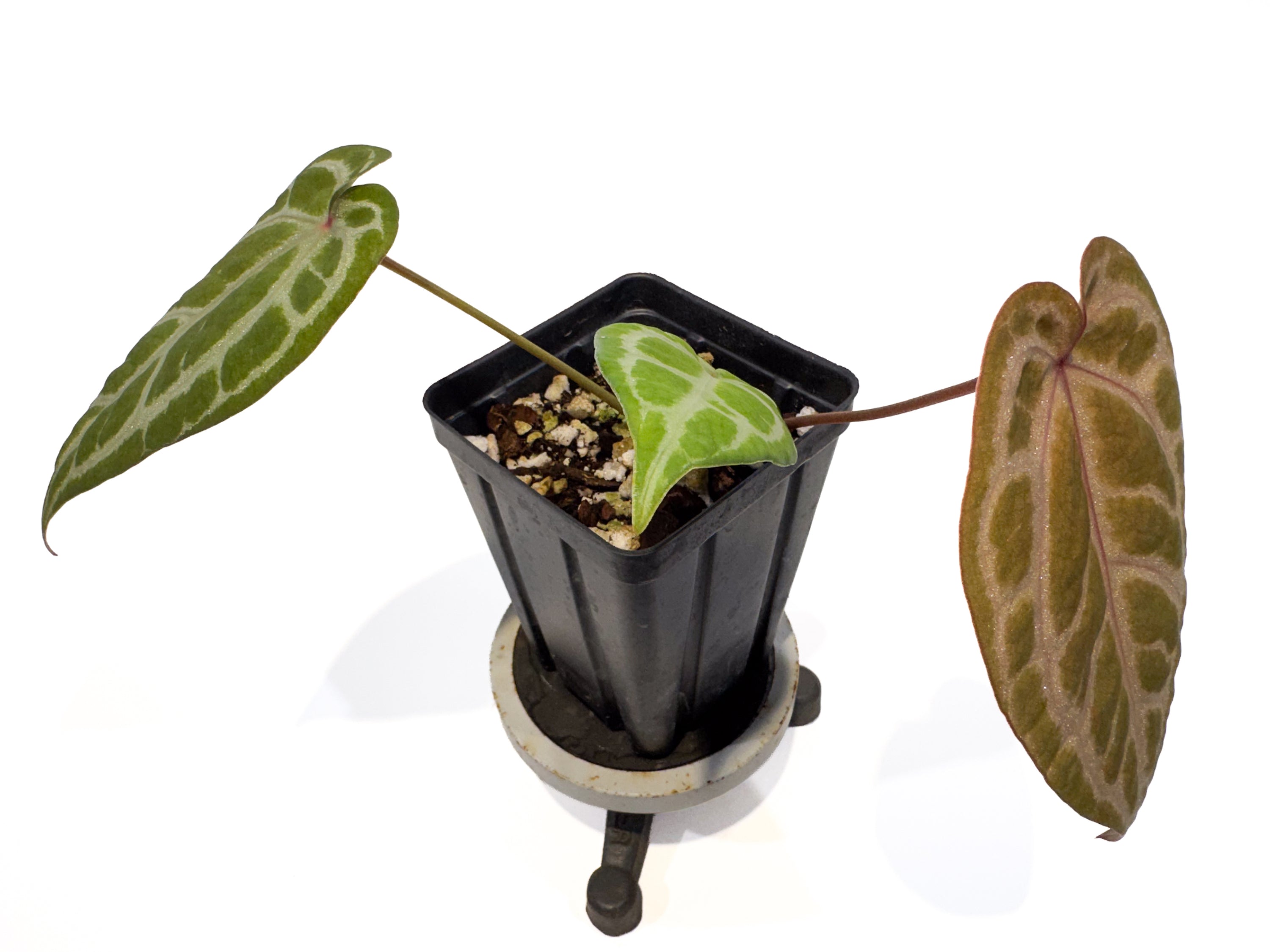 Anthurium 'Doc Block Purple F2' x 'SKG grey' (CS110)