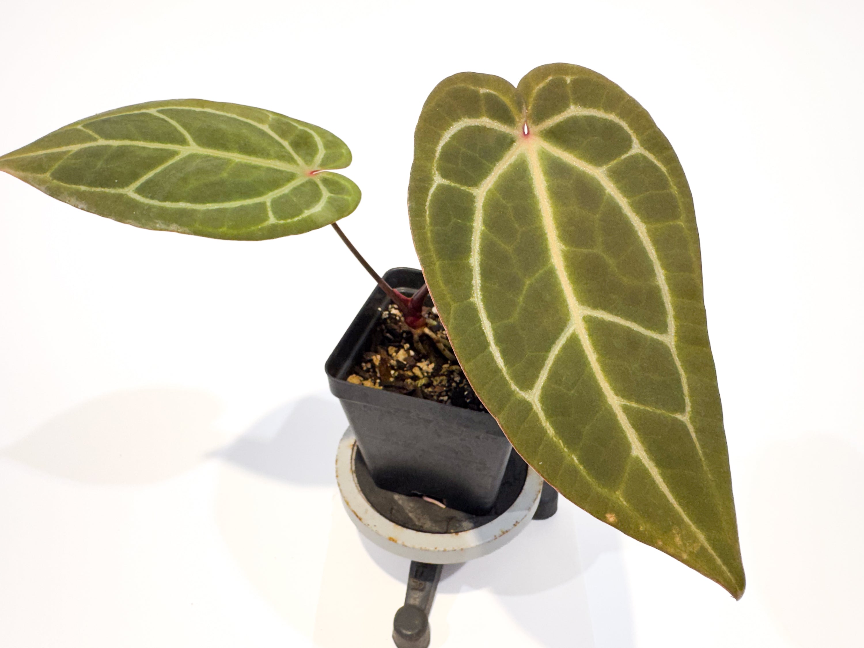 Anthurium ('AOS SKG' / 'Tim's Black') x 'Doc Block Purple F2' (CS113)