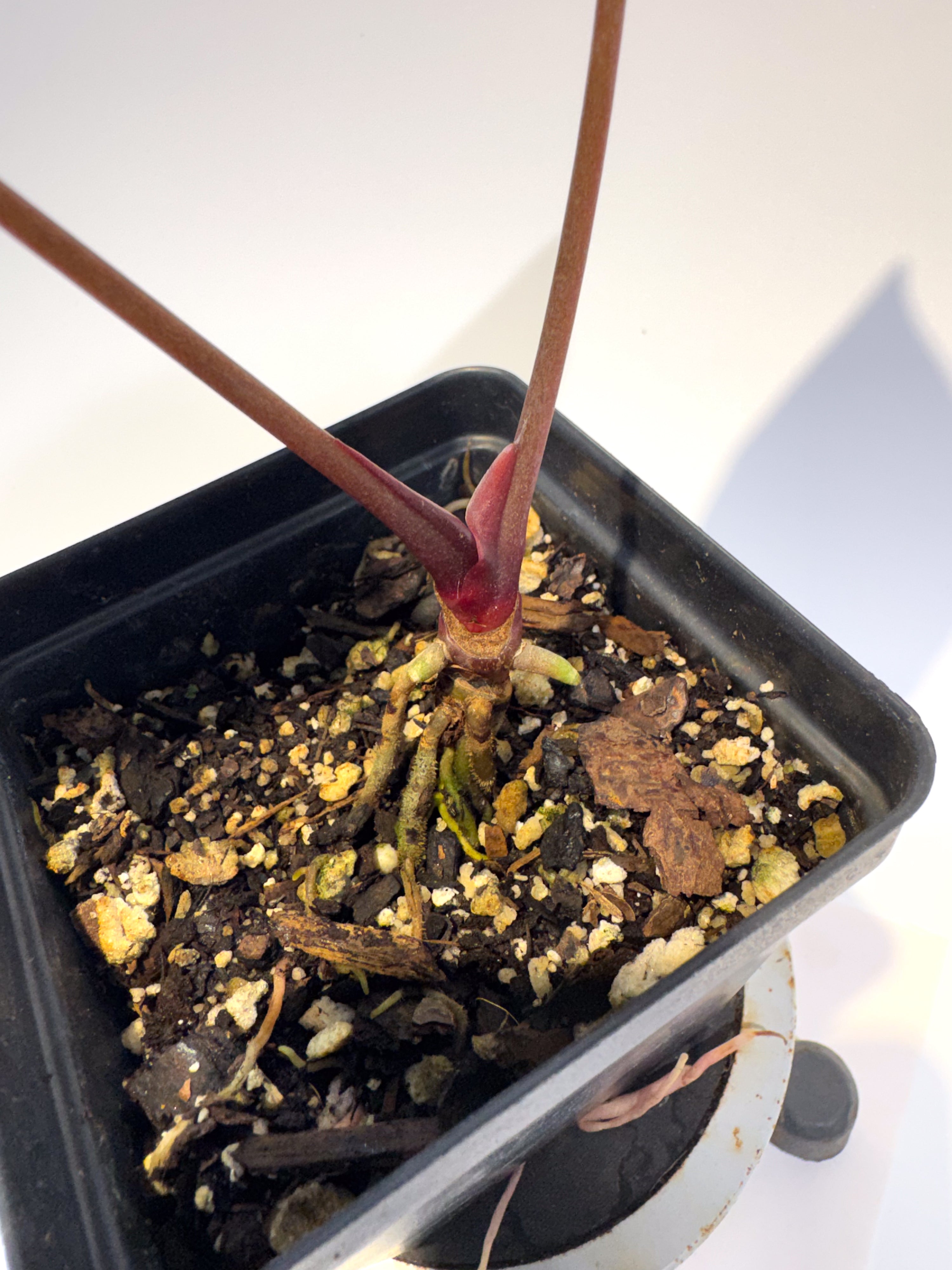 Anthurium ('AOS SKG' / 'Tim's Black') x 'Doc Block Purple F2' (CS113)