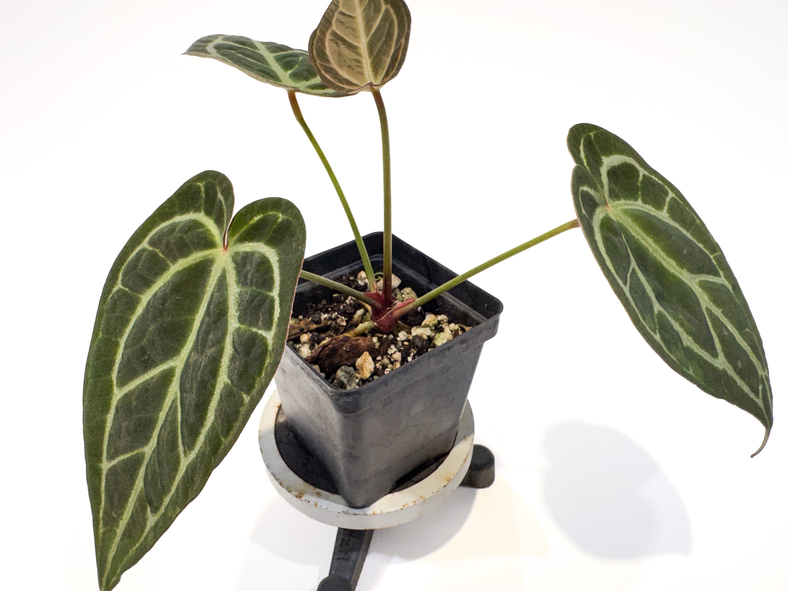 Anthurium 'Swampmannii Dark' x 'Doc Block Purple F2' (CS114)