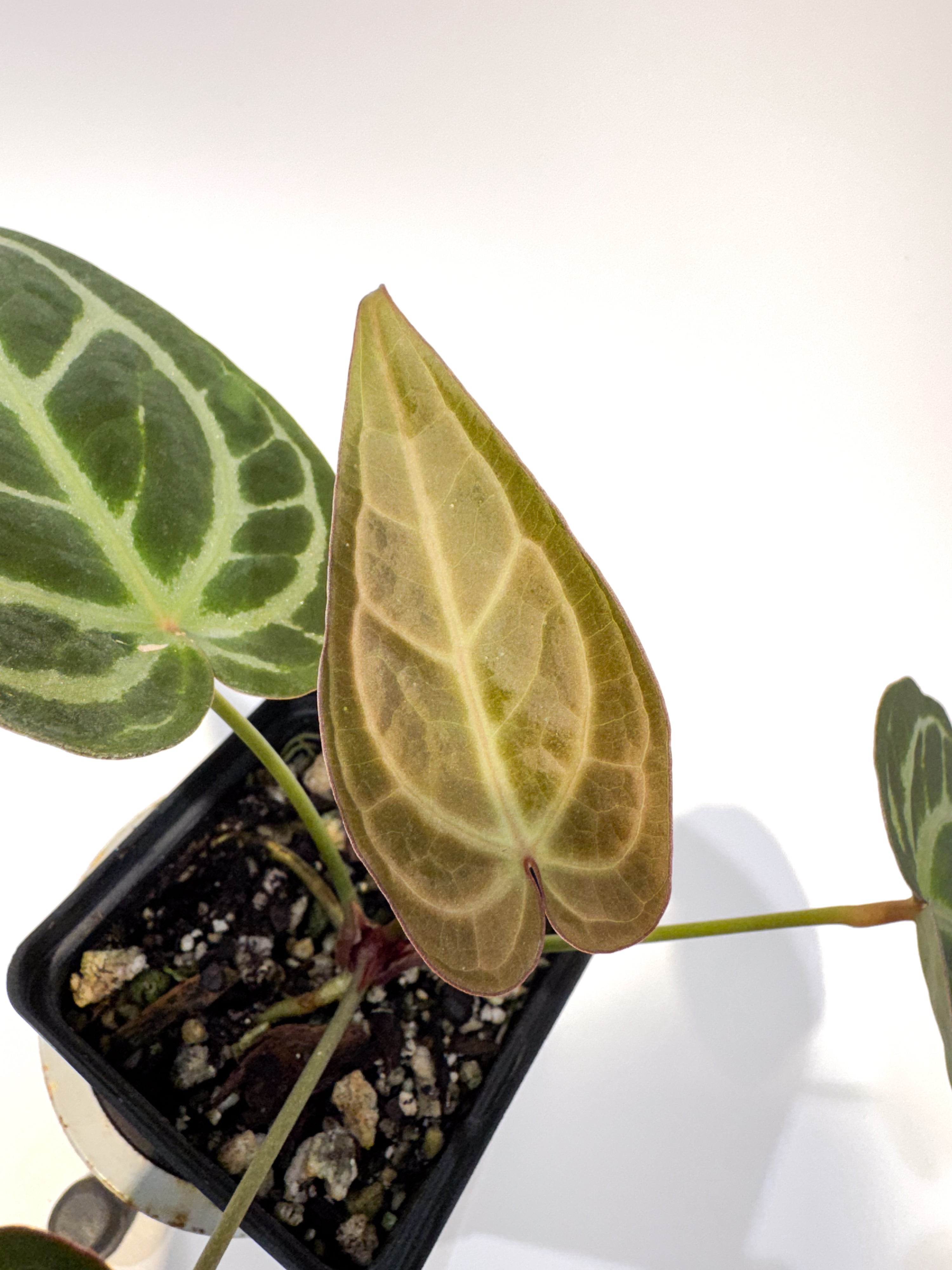 Anthurium 'Swampmannii Dark' x 'Doc Block Purple F2' (CS114)
