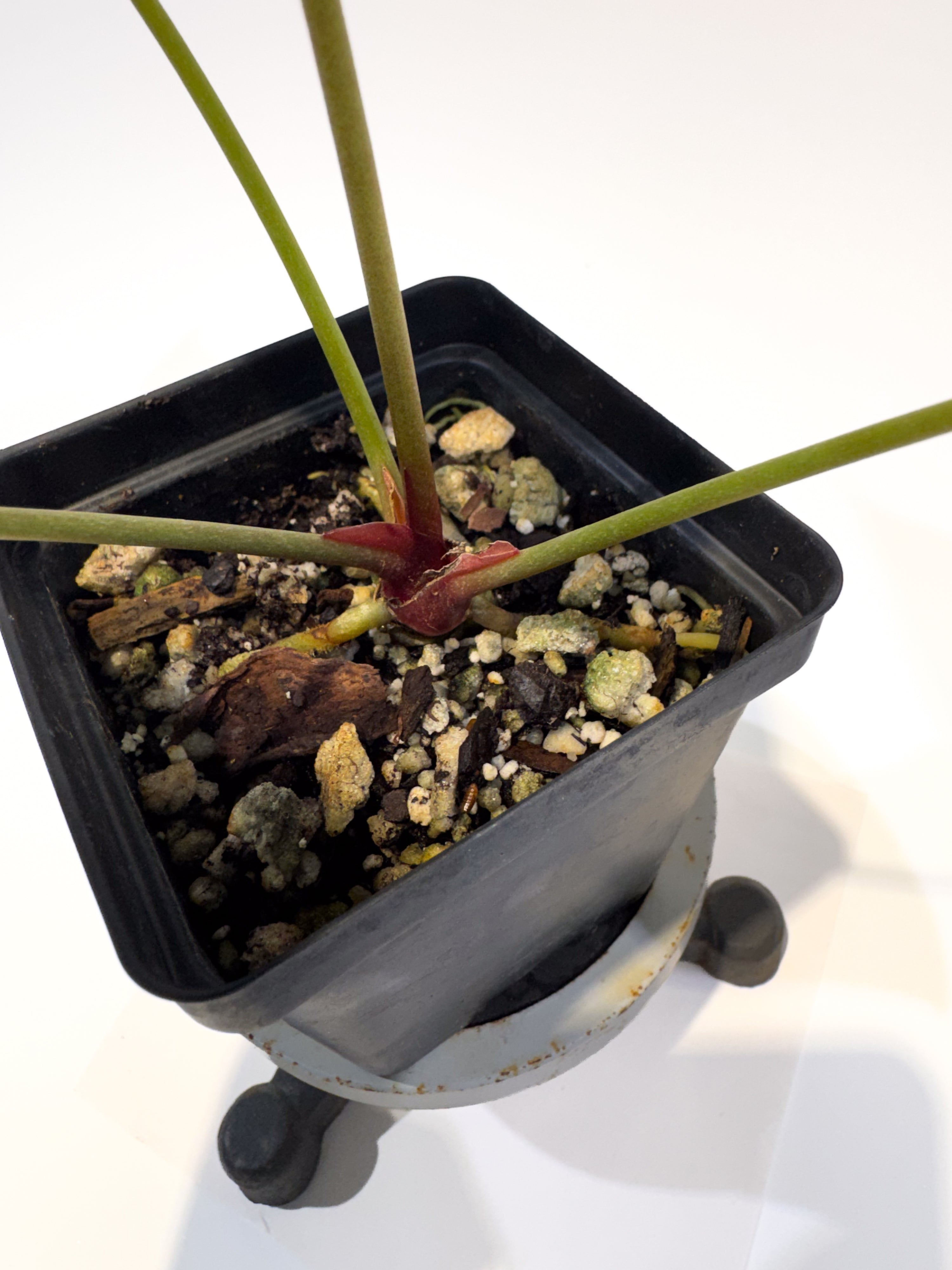 Anthurium 'Swampmannii Dark' x 'Doc Block Purple F2' (CS114)