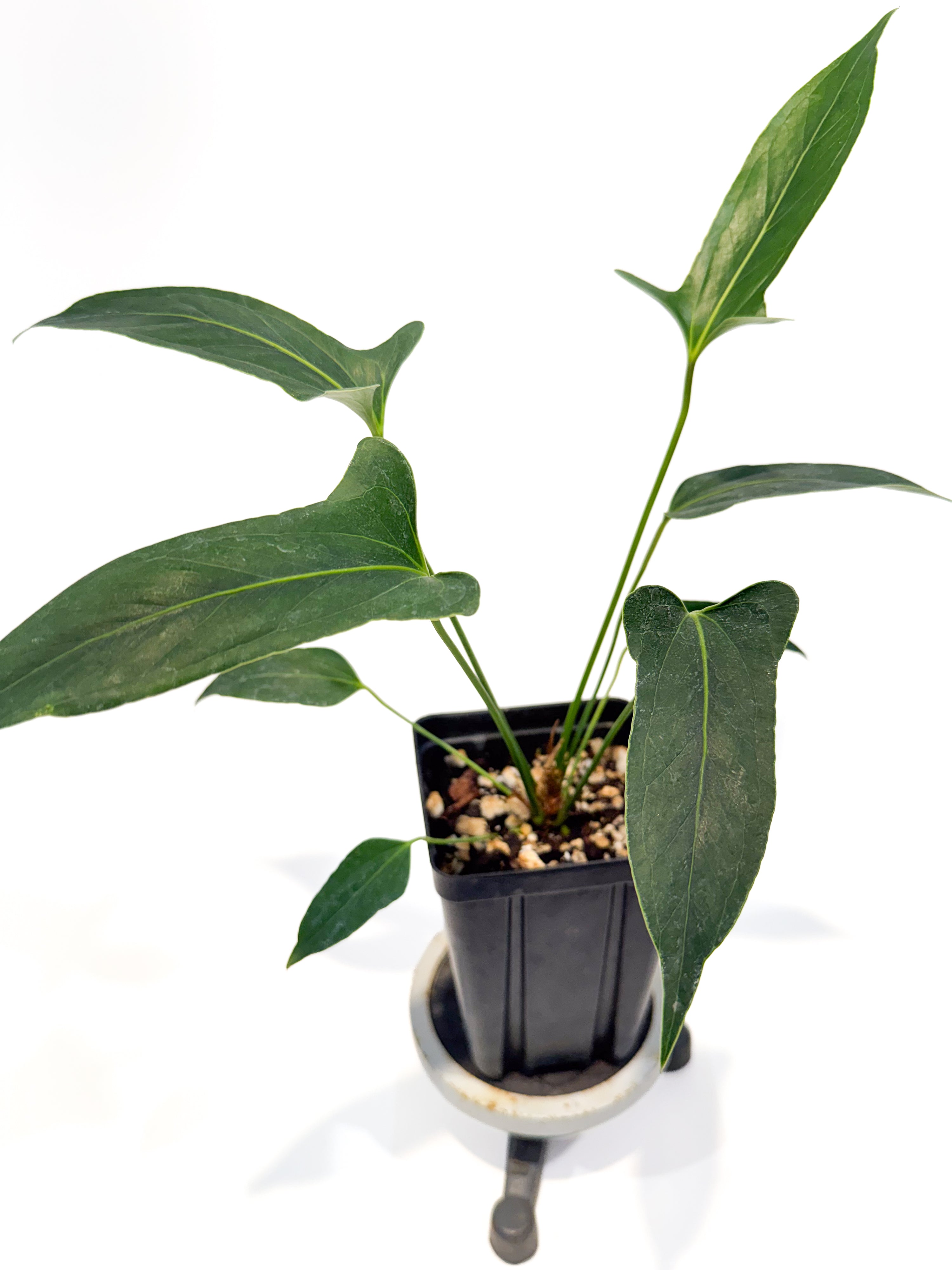Anthurium 'Angustolobium F2' (CS115)