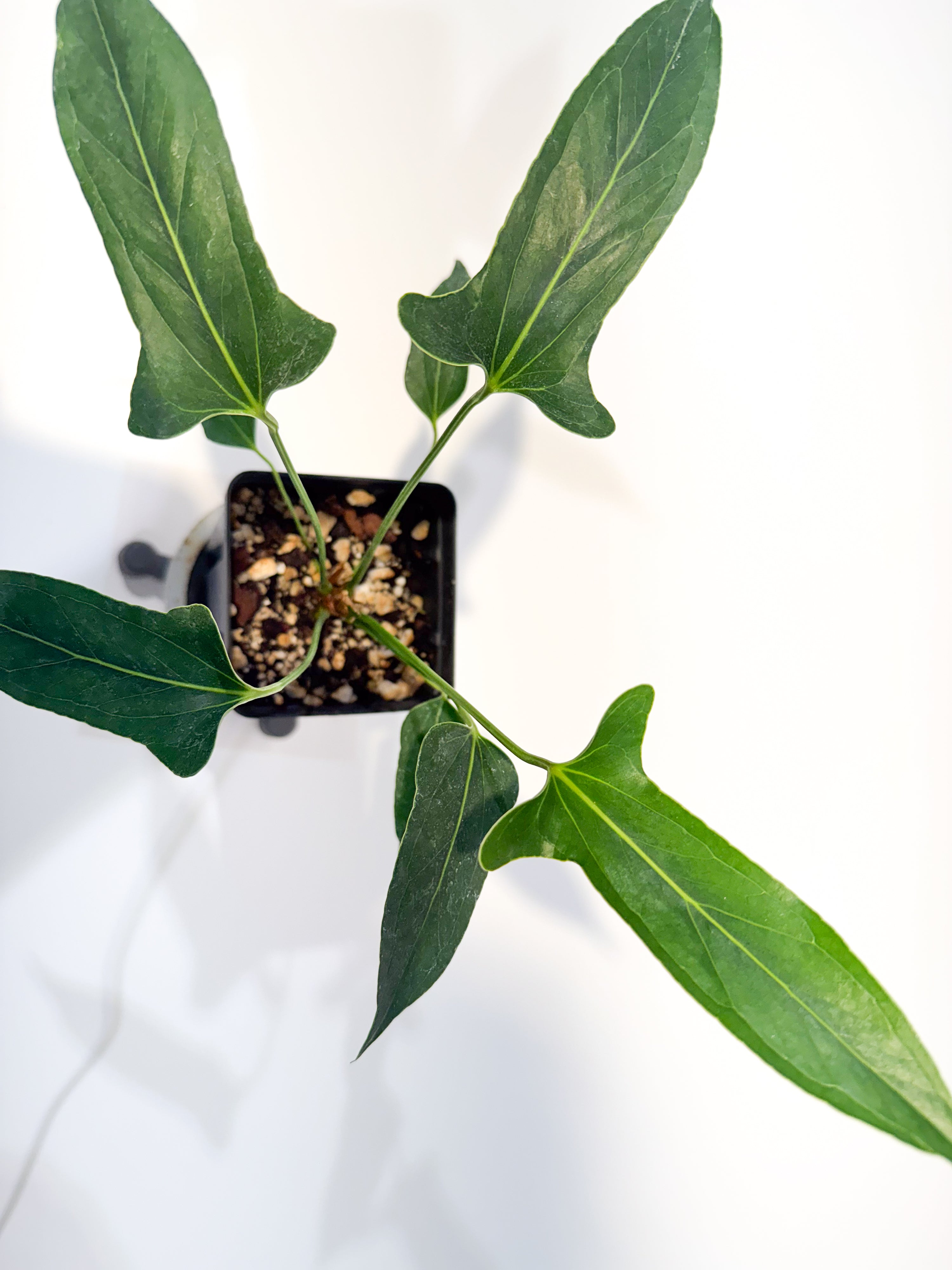 Anthurium 'Angustolobium F2' (CS115)