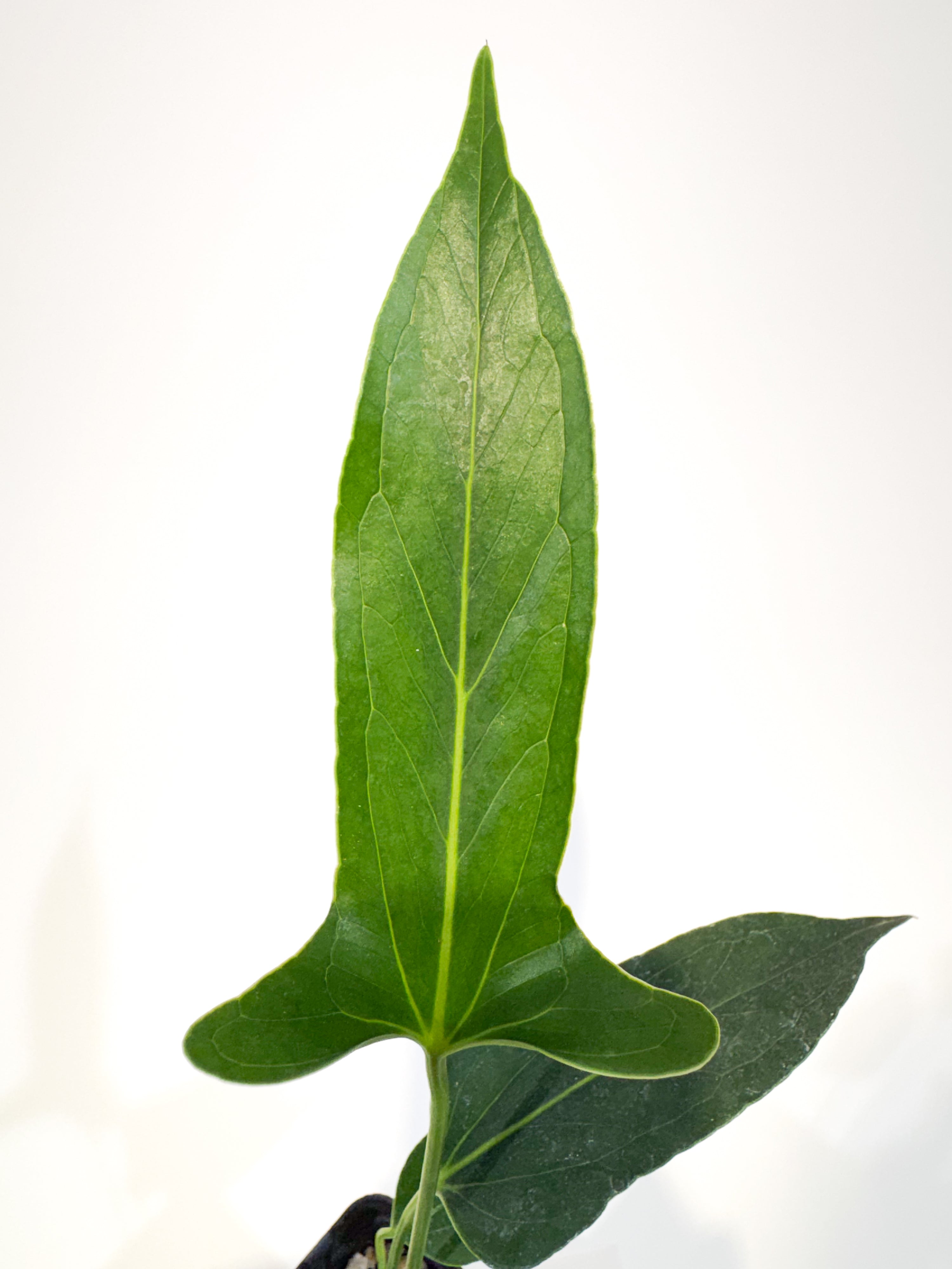 Anthurium 'Angustolobium F2' (CS115)