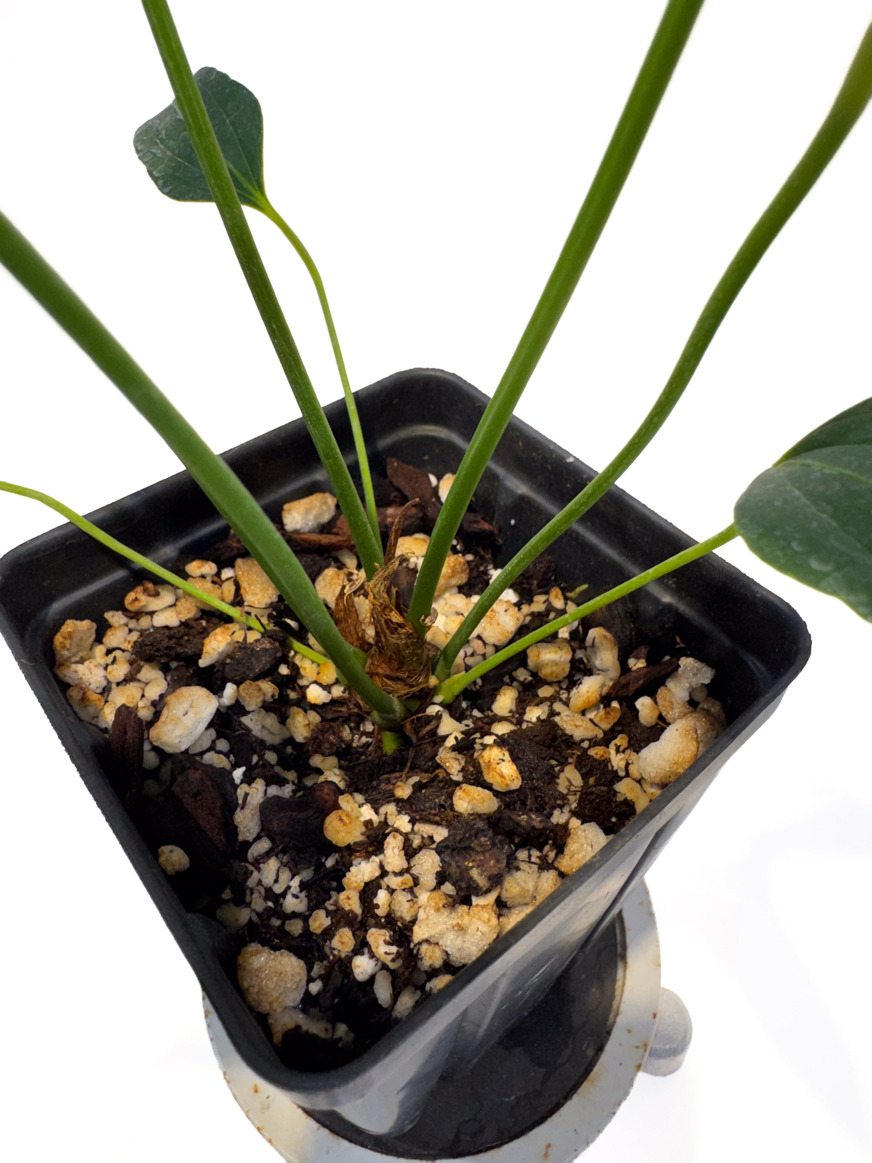 Anthurium 'Angustolobium F2' (CS115)