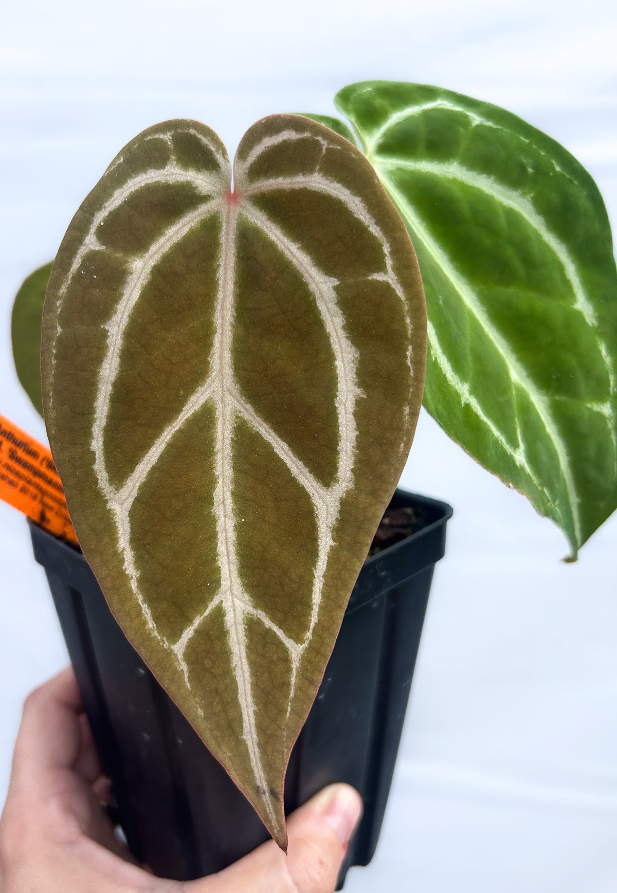 Anthurium 
