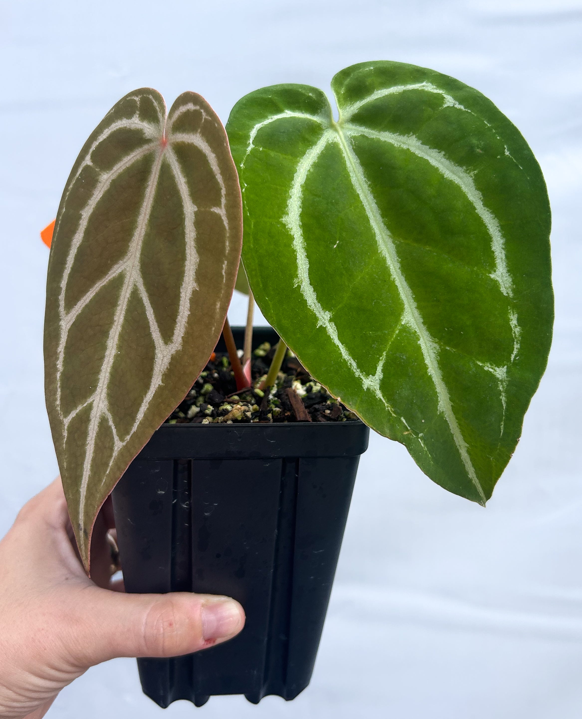 Anthurium 'SKG Red Crystal Mag' X 'Swampmannii Round #4' A8 – Nice