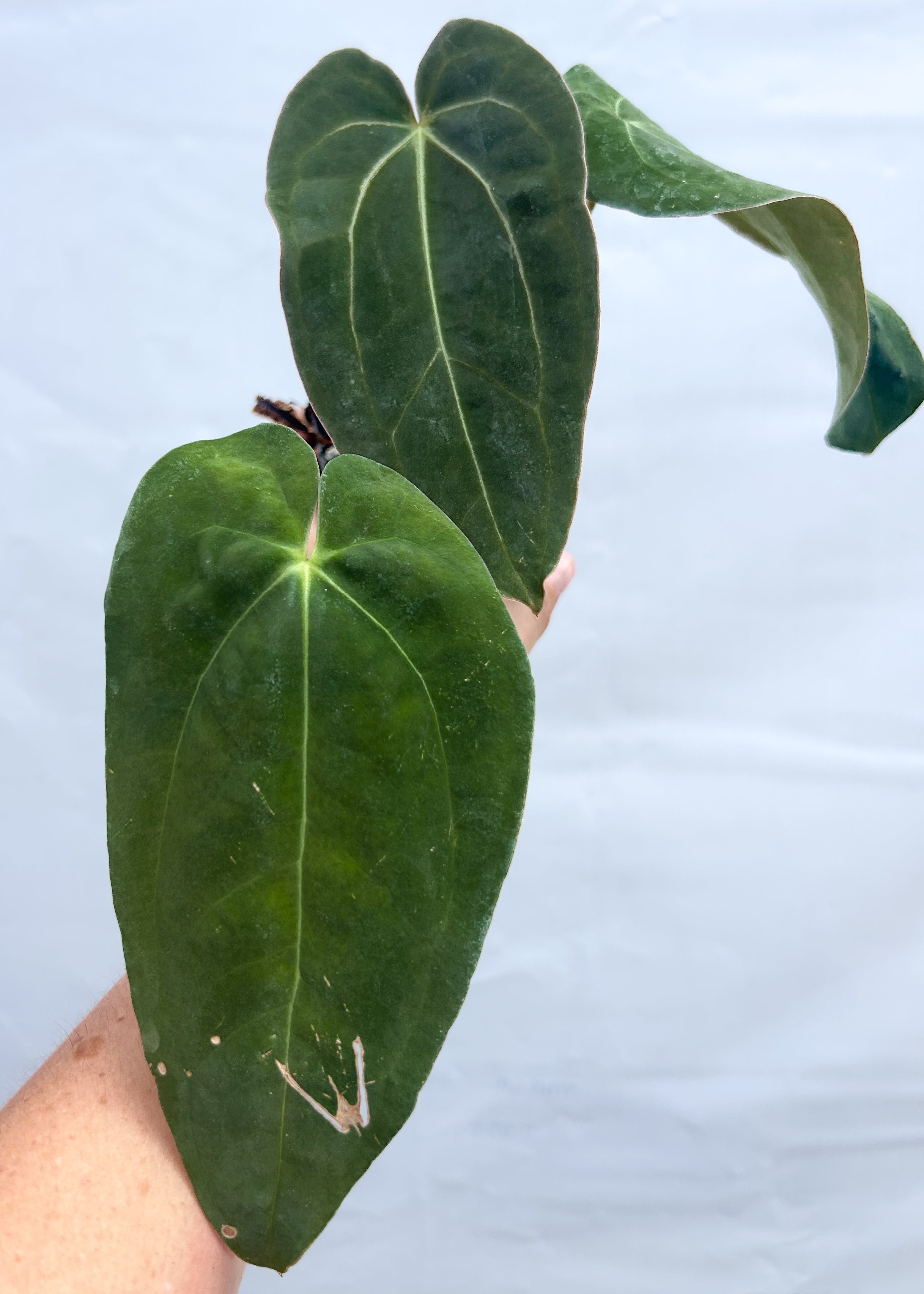 Anthurium Swampmannii Black X Doc Block Purple F2 A9 – Nice Plants
