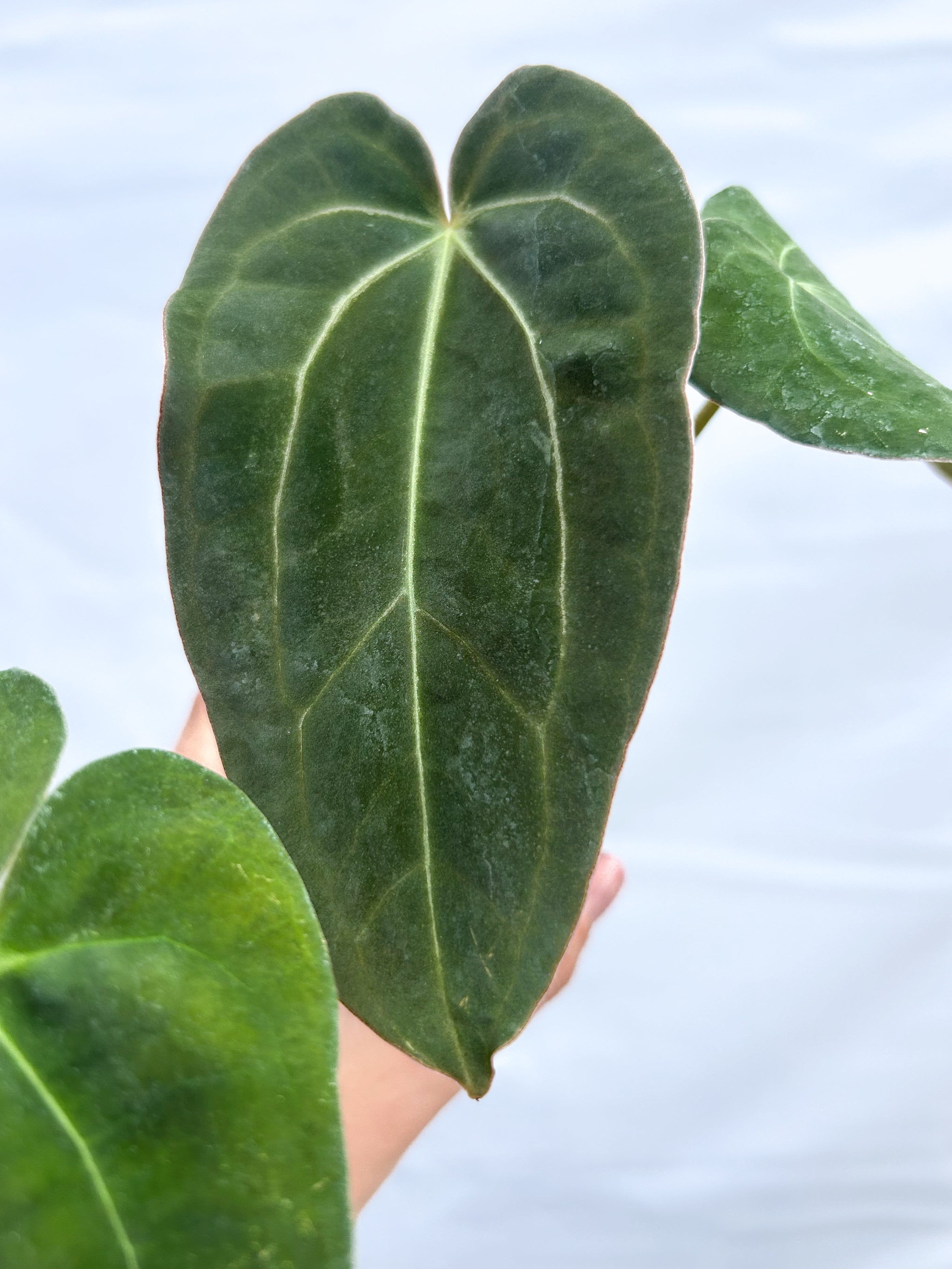 Anthurium 'Swampmannii Black' x 'Doc Block Purple' F2 (A9) - seed-grown Anthurium hybrid from Nice Plants Good Pots