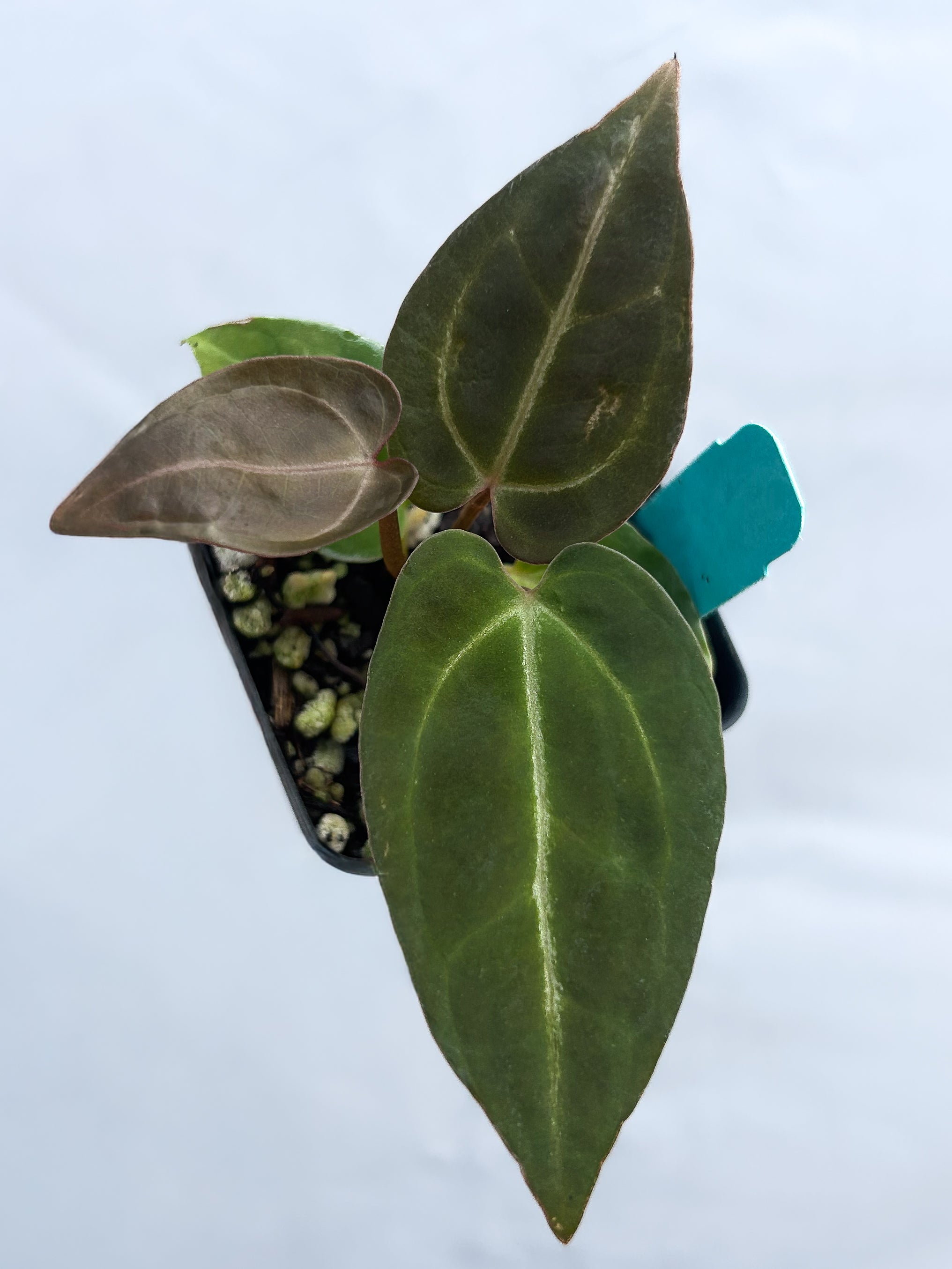 Anthurium \