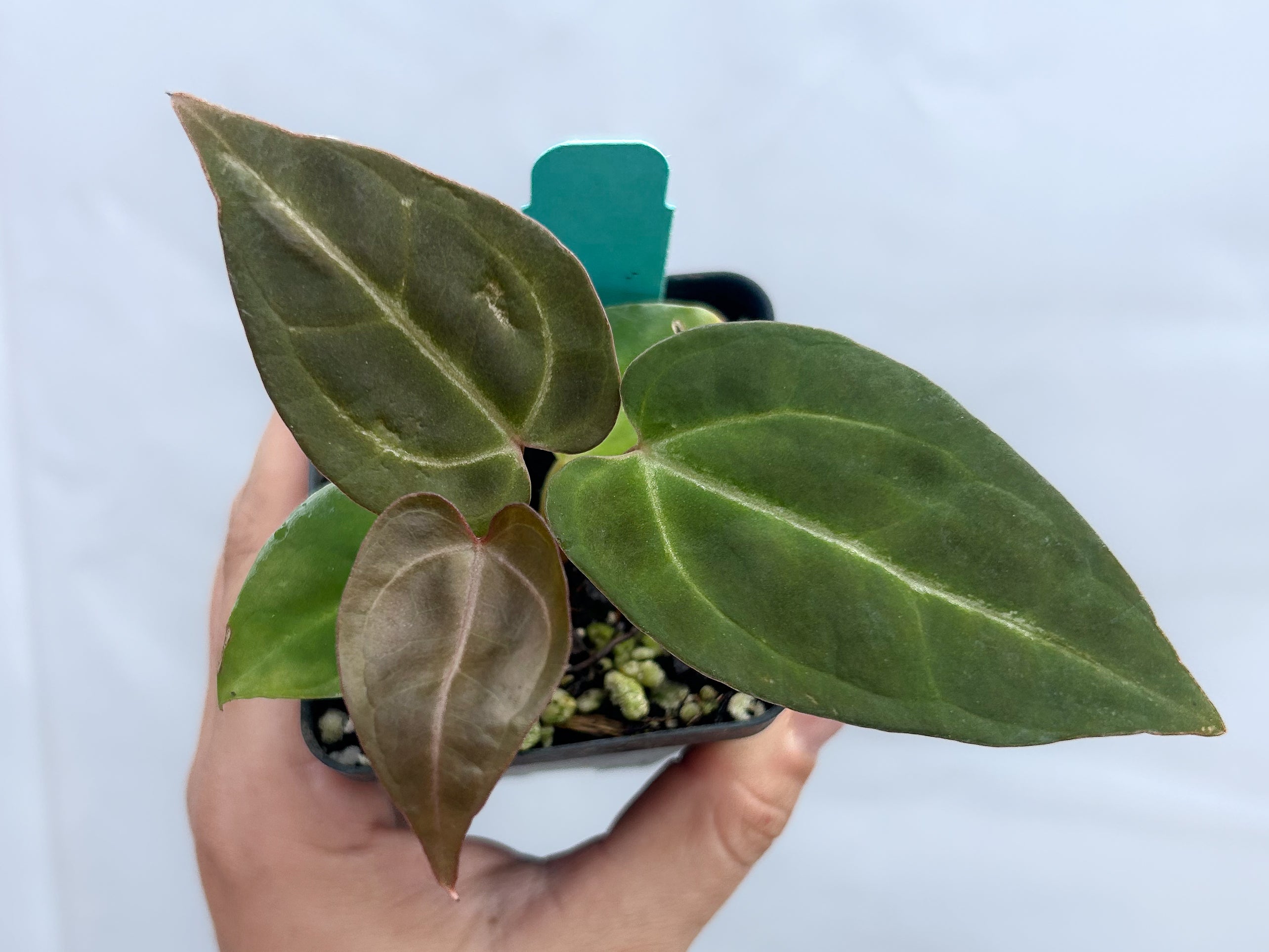 Anthurium 'Swampmannii Black' x 'Doc Block Purple' F2 (A9)