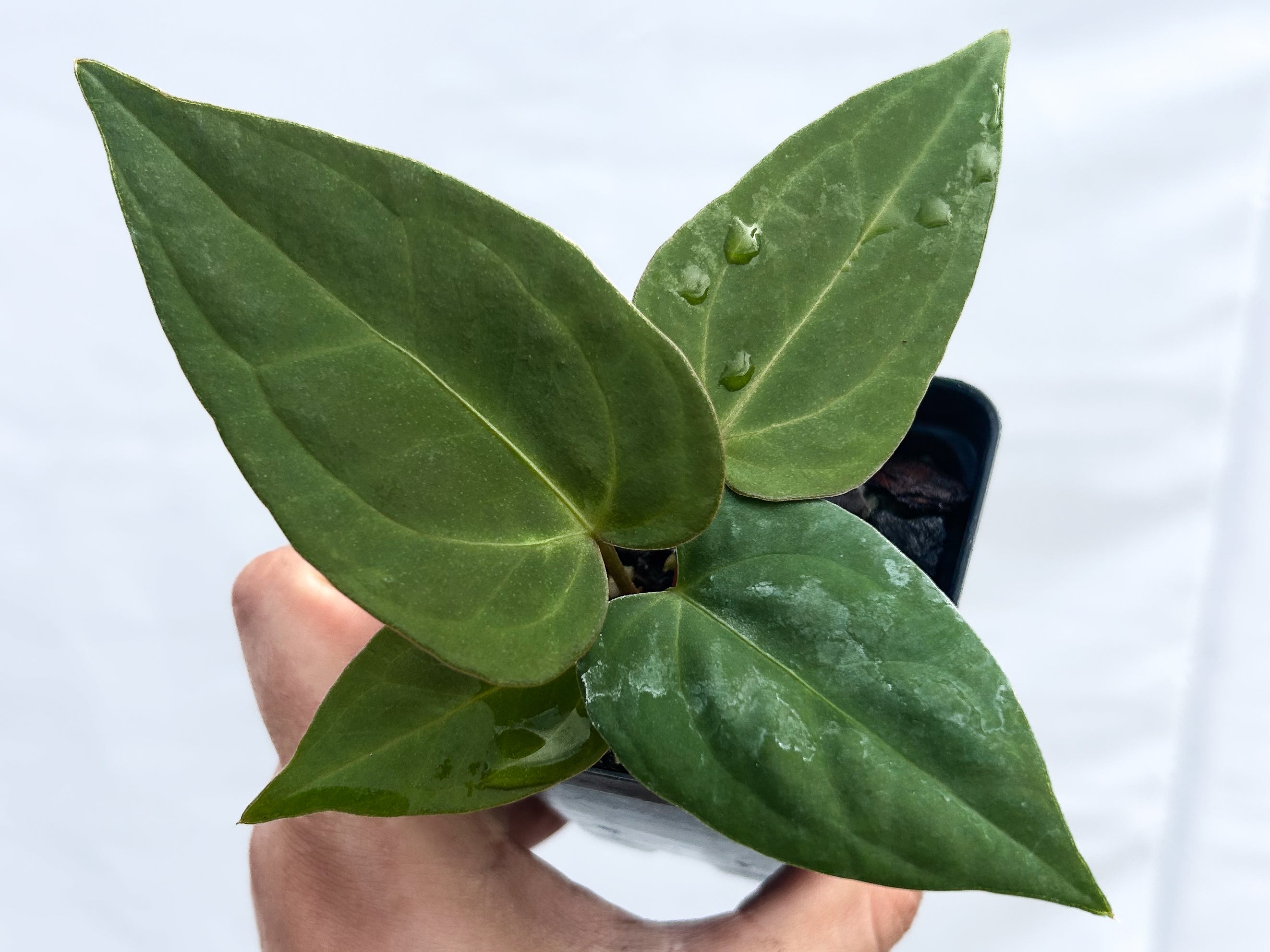 Anthurium AOS SKG x Tims Black x Portillae Dewey Fisk A12 – Nice