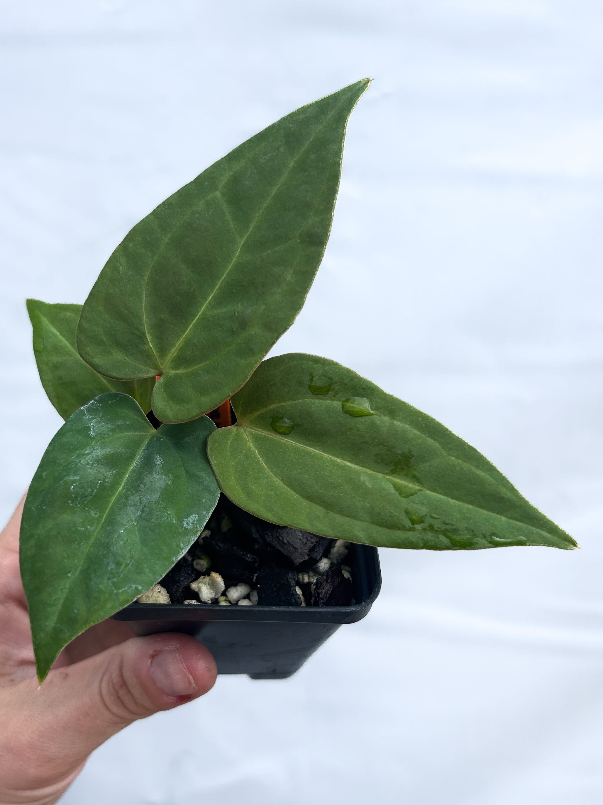 anthurium black jack Anthurium AOS SKG x Tims Black x Portillae Dewey Fisk A12 – Nice Plants Good Pots