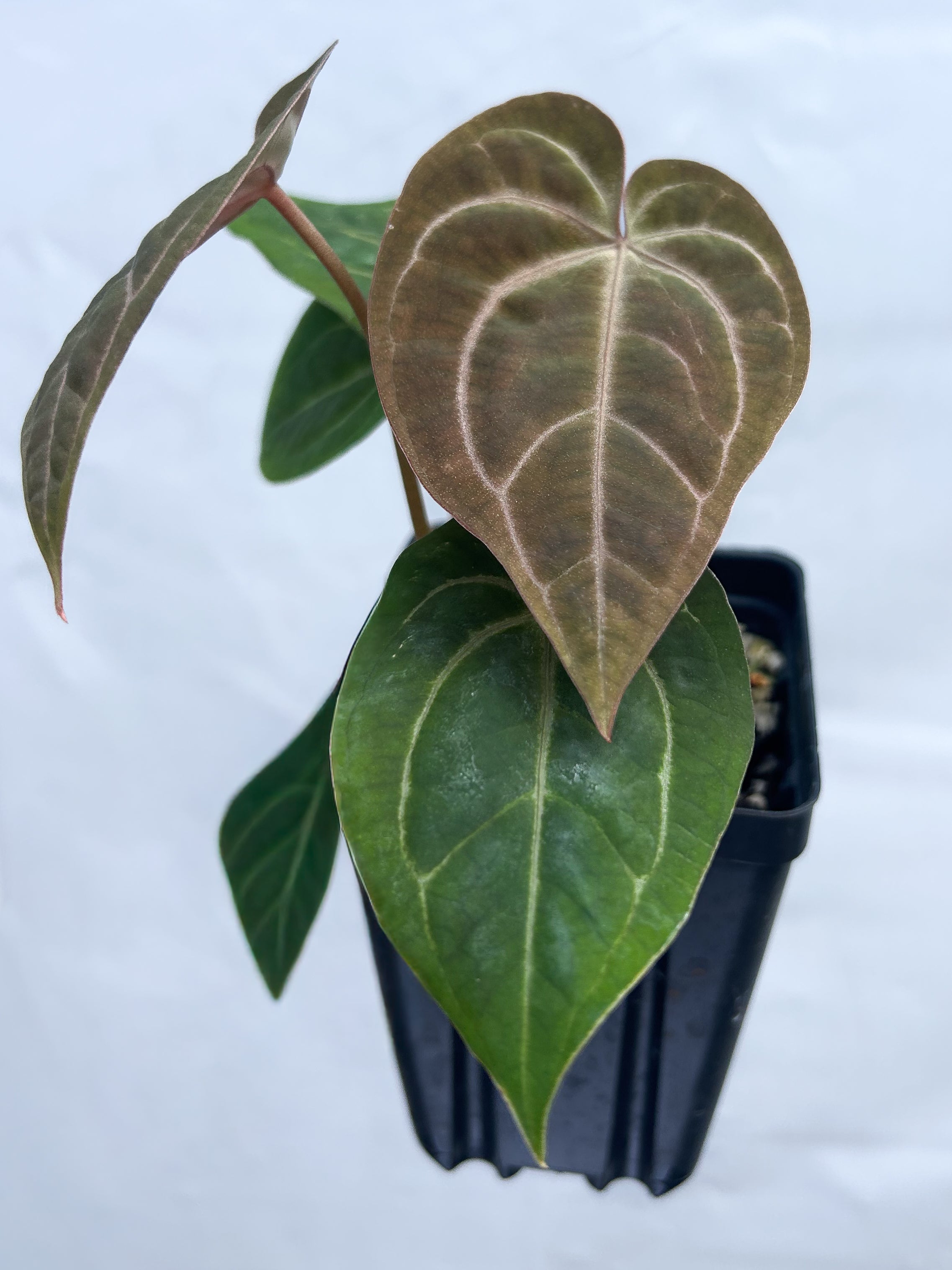Anthurium ('Tim Anderson Mag Pap' / 'Doc Block Purple F2') x 'Swampmannii' (A16)