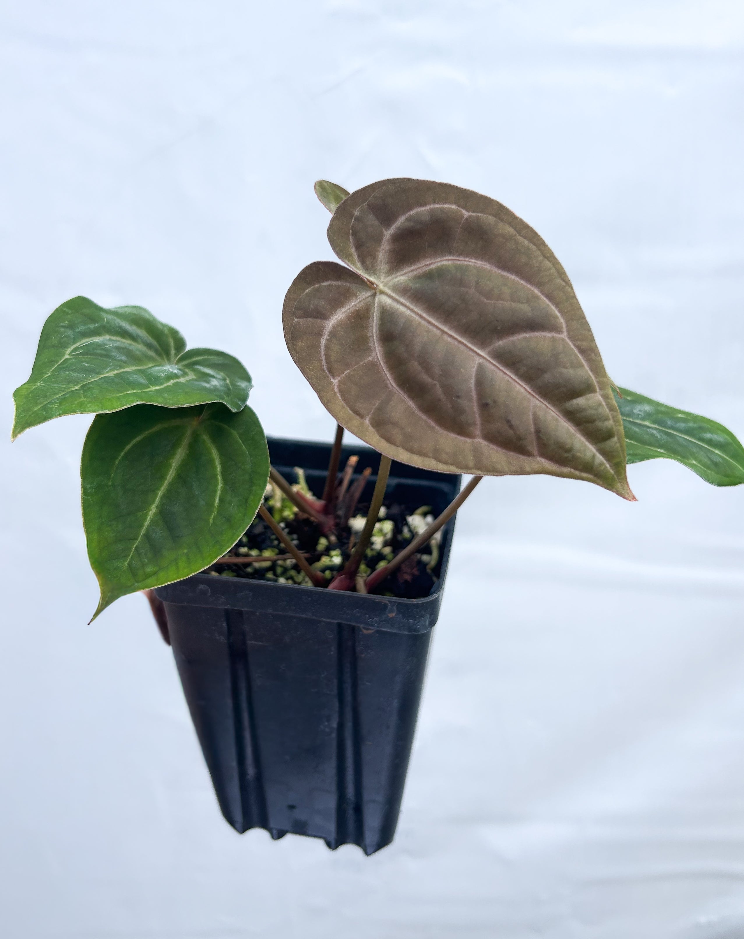 Anthurium ('Tim Anderson Mag Pap' / 'Doc Block Purple F2') X