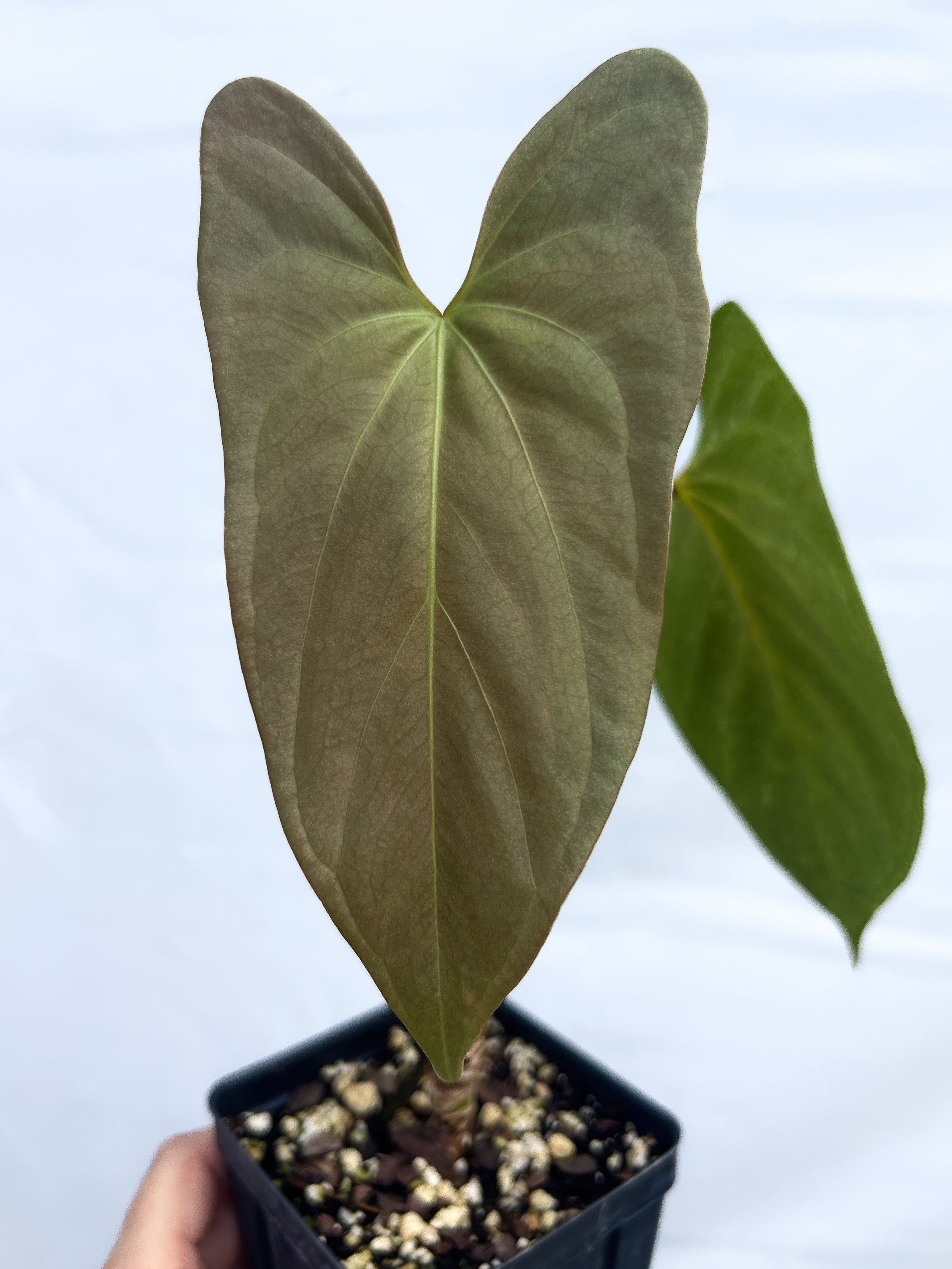 Anthurium Ochranthum 'Big O' x Papillilaminum 'Nice Pap' (A17)