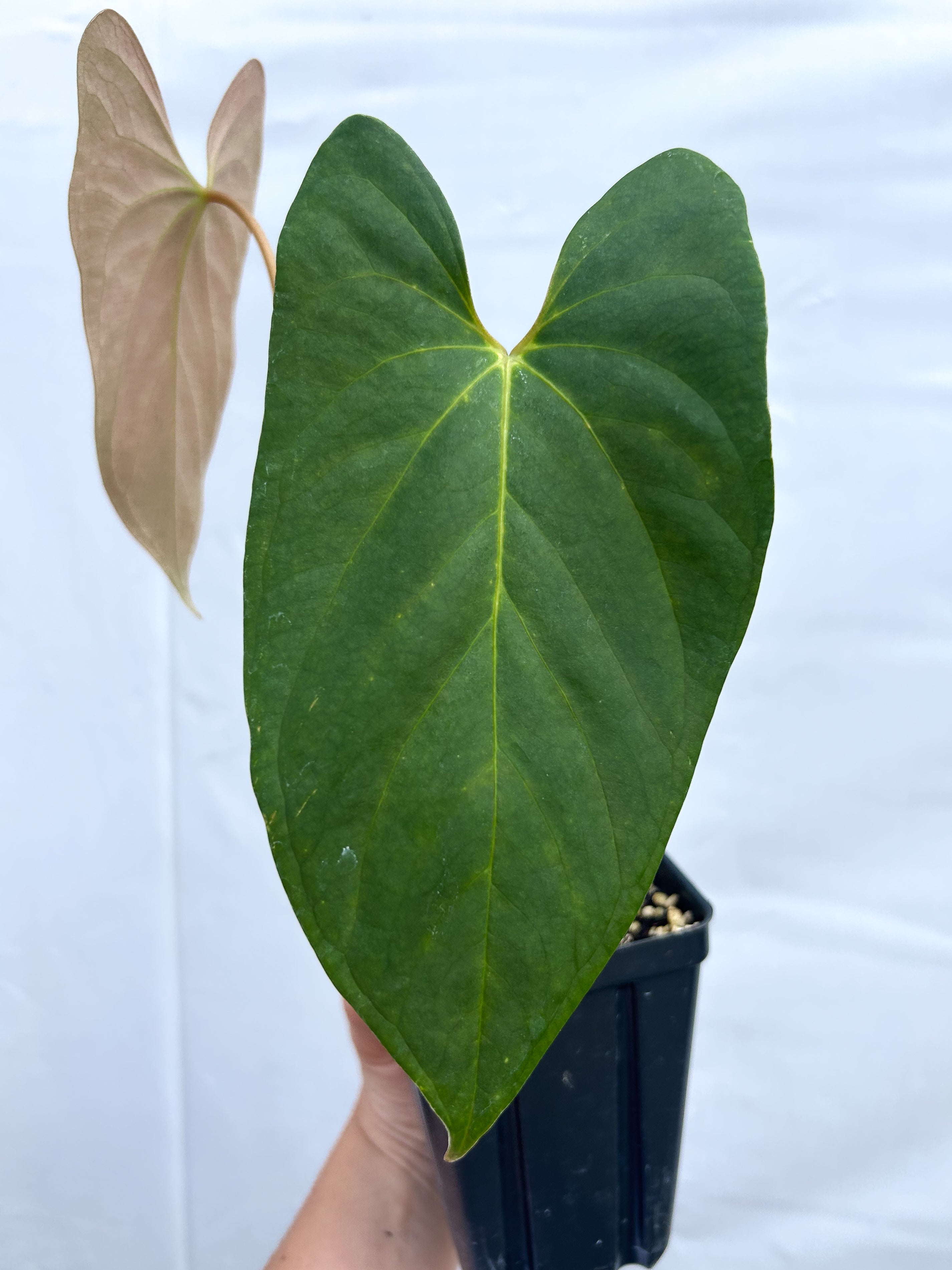 Anthurium Ochranthum 'Big O' x Papillilaminum 'Nice Pap' (A17