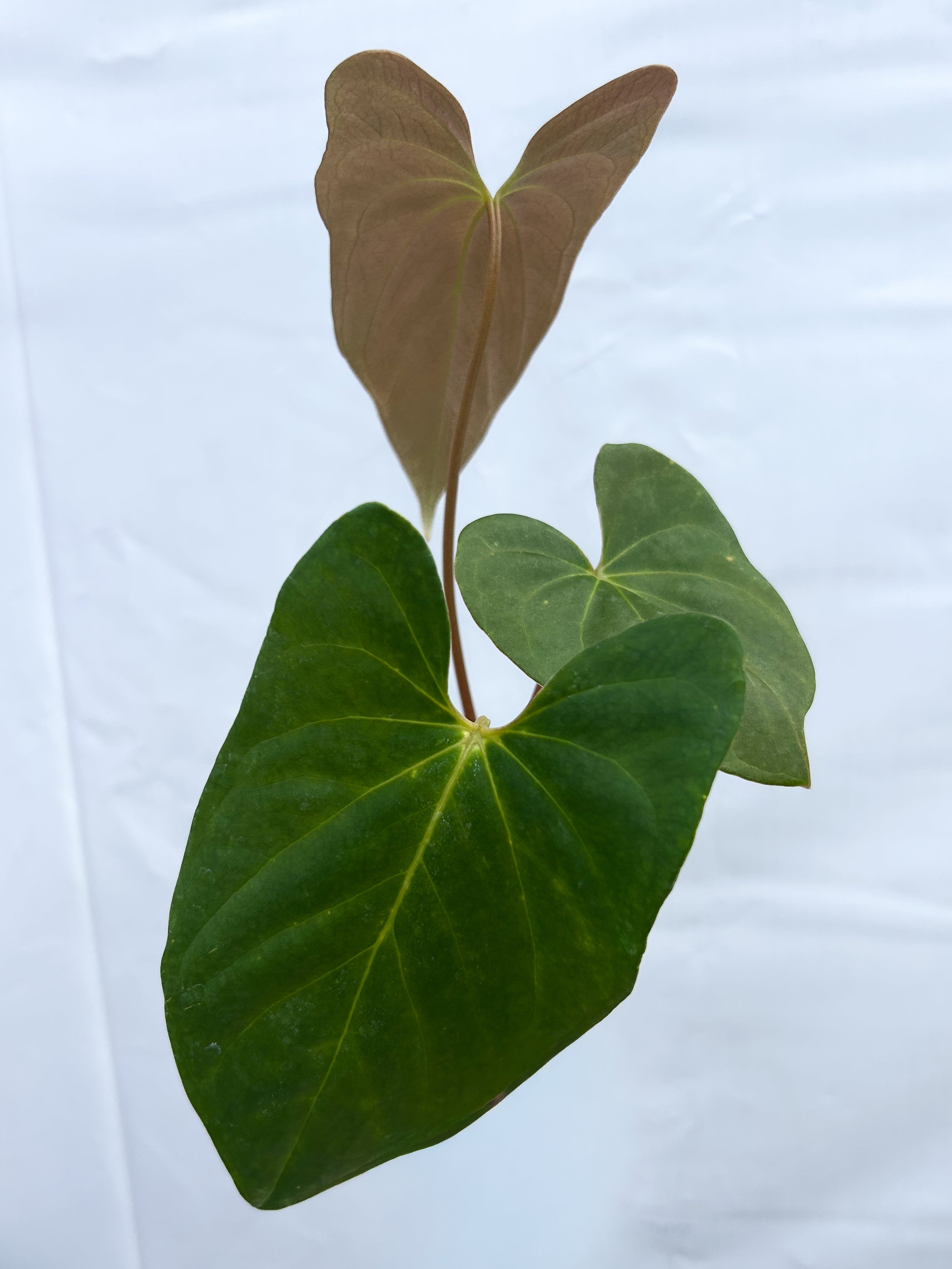 Anthurium Ochranthum 'Big O' x Papillilaminum 'Nice Pap' (A17) - seed-grown Anthurium hybrid from Nice Plants Good Pots