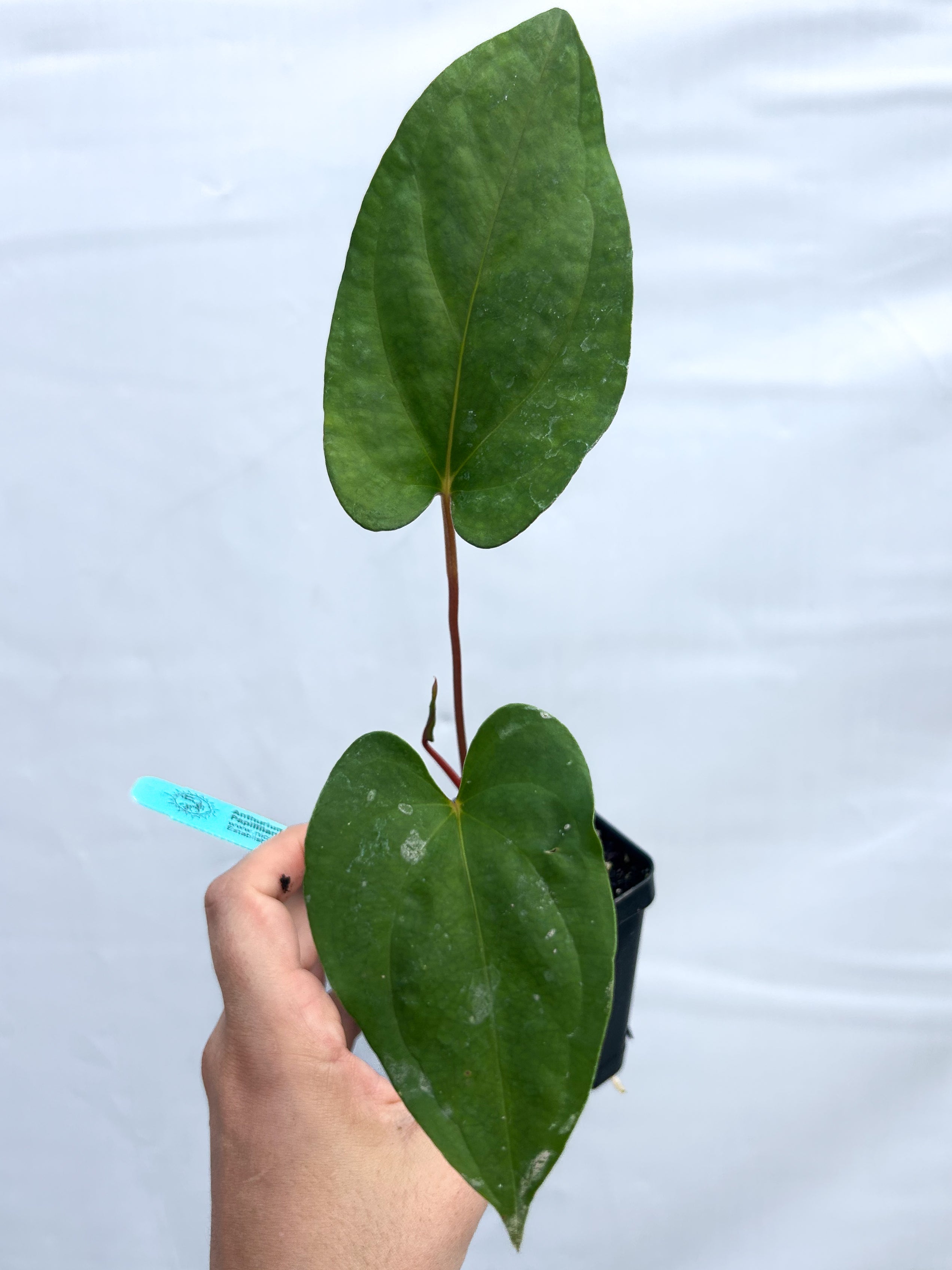 Anthurium Ochranthum 'Big O' x Papillilaminum 'Nice Pap' (A17