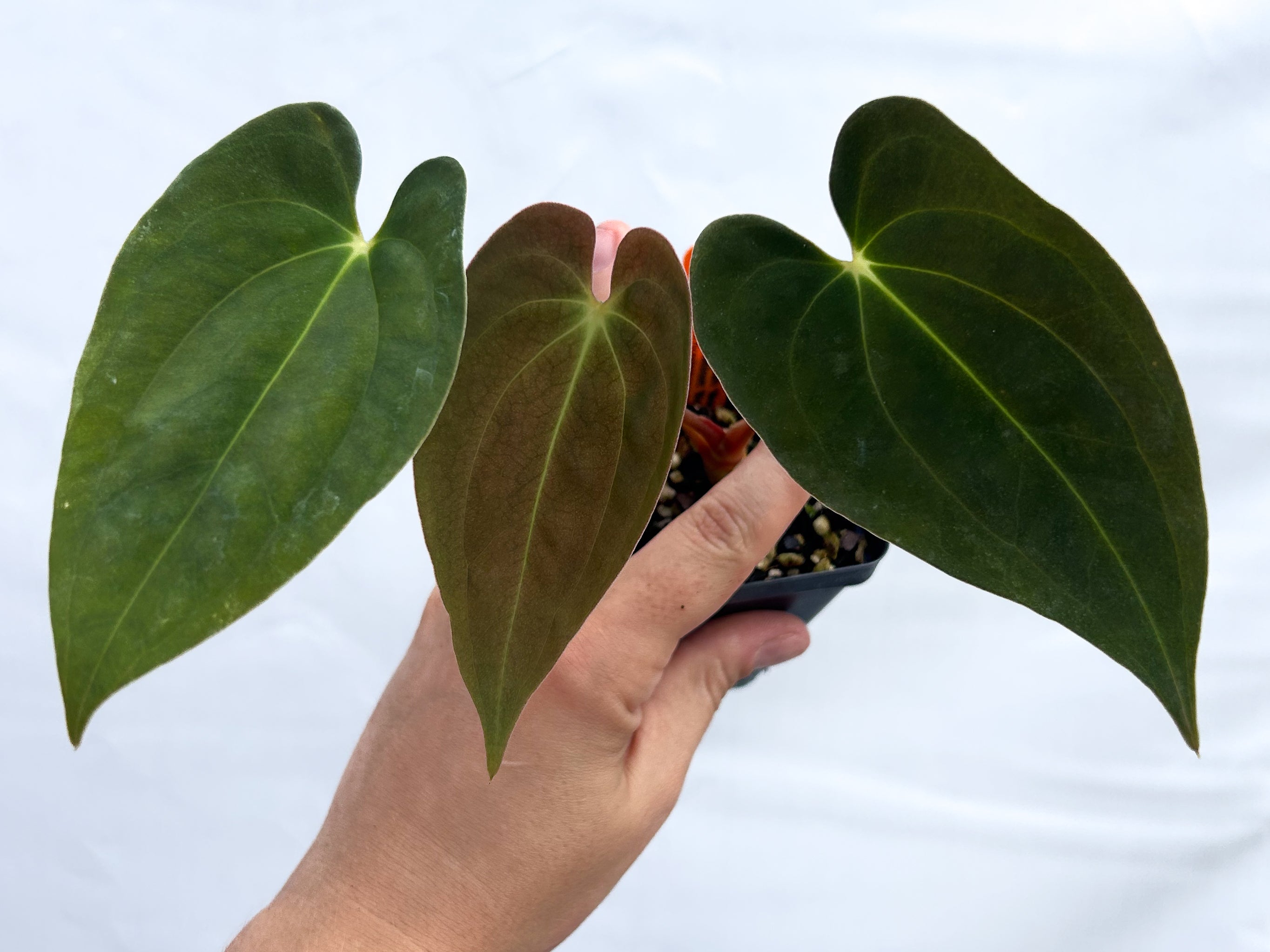Anthurium Papillilaminum 'Nice Pap #1' x Papillilaminum 'Nice Pap #6' (A18)