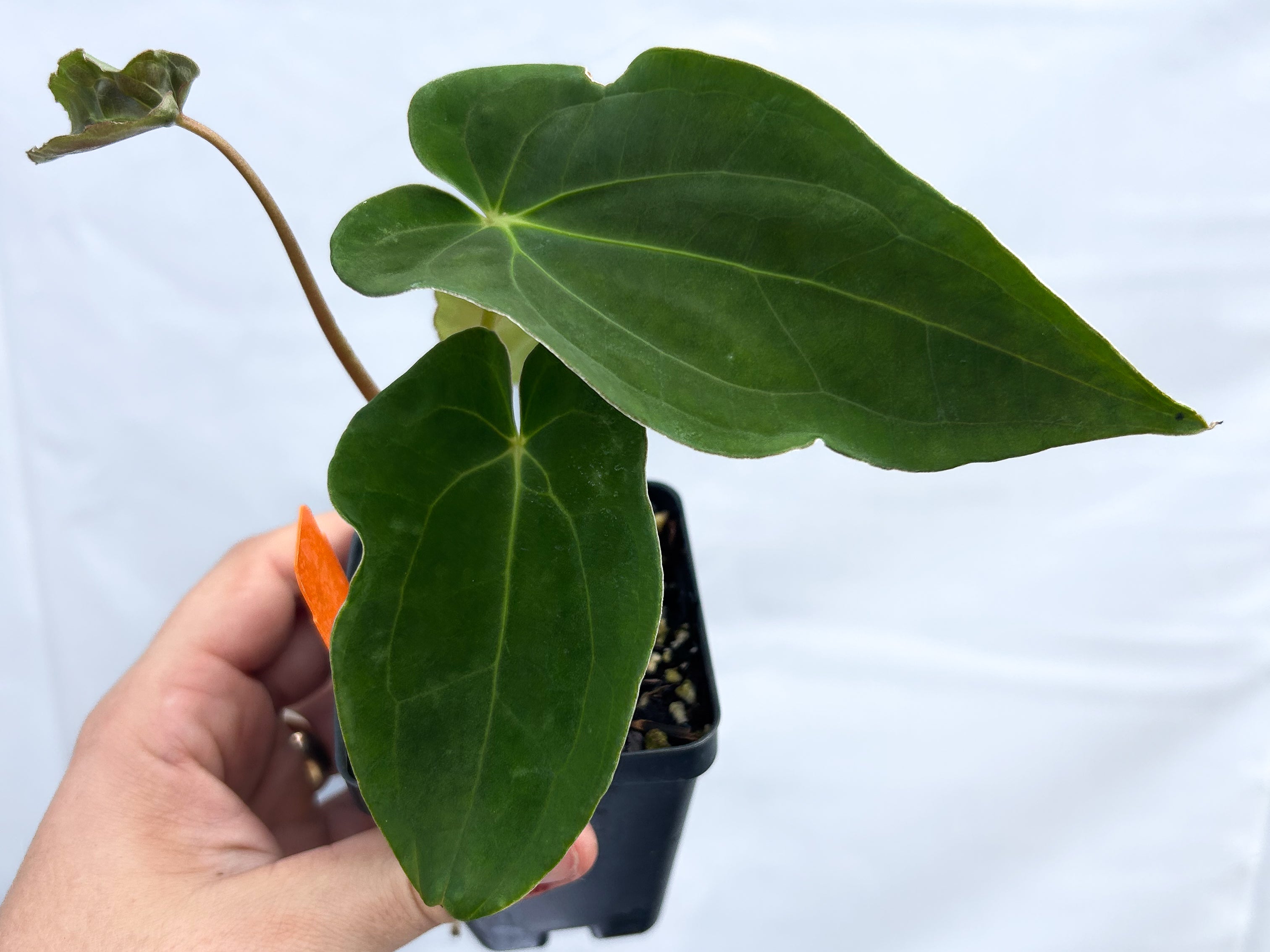 Anthurium Papillilaminum 'New Pap #1' X Portillae 'NSE Dewey Fisk