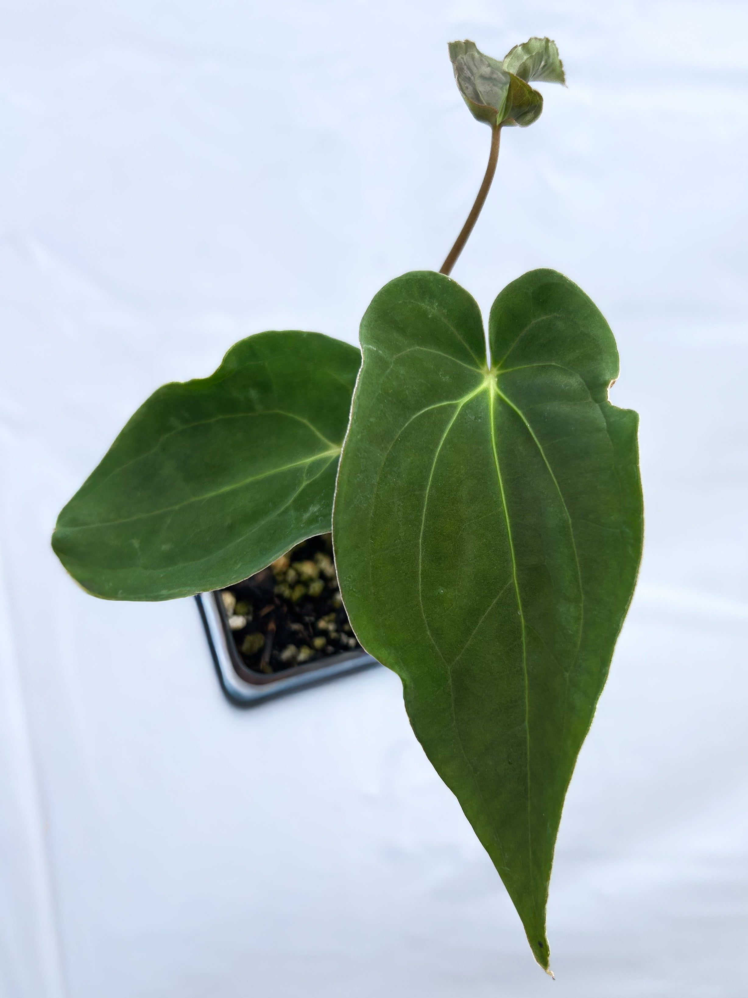 Anthurium Papillilaminum 'New Pap #1' X Portillae 'NSE Dewey Fisk Clone' (A20) - seed-grown Anthurium hybrid from Nice Plants Good Pots