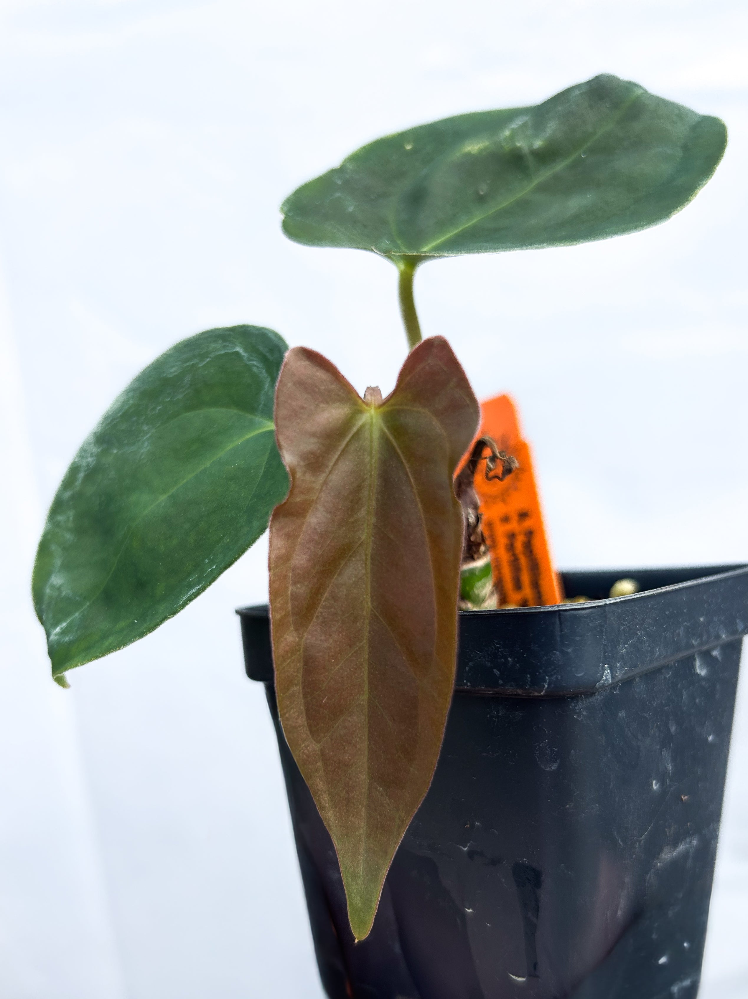 Anthurium Papillilaminum 'New Pap #1' X Portillae 'NSE Dewey Fisk Clone' (A20)