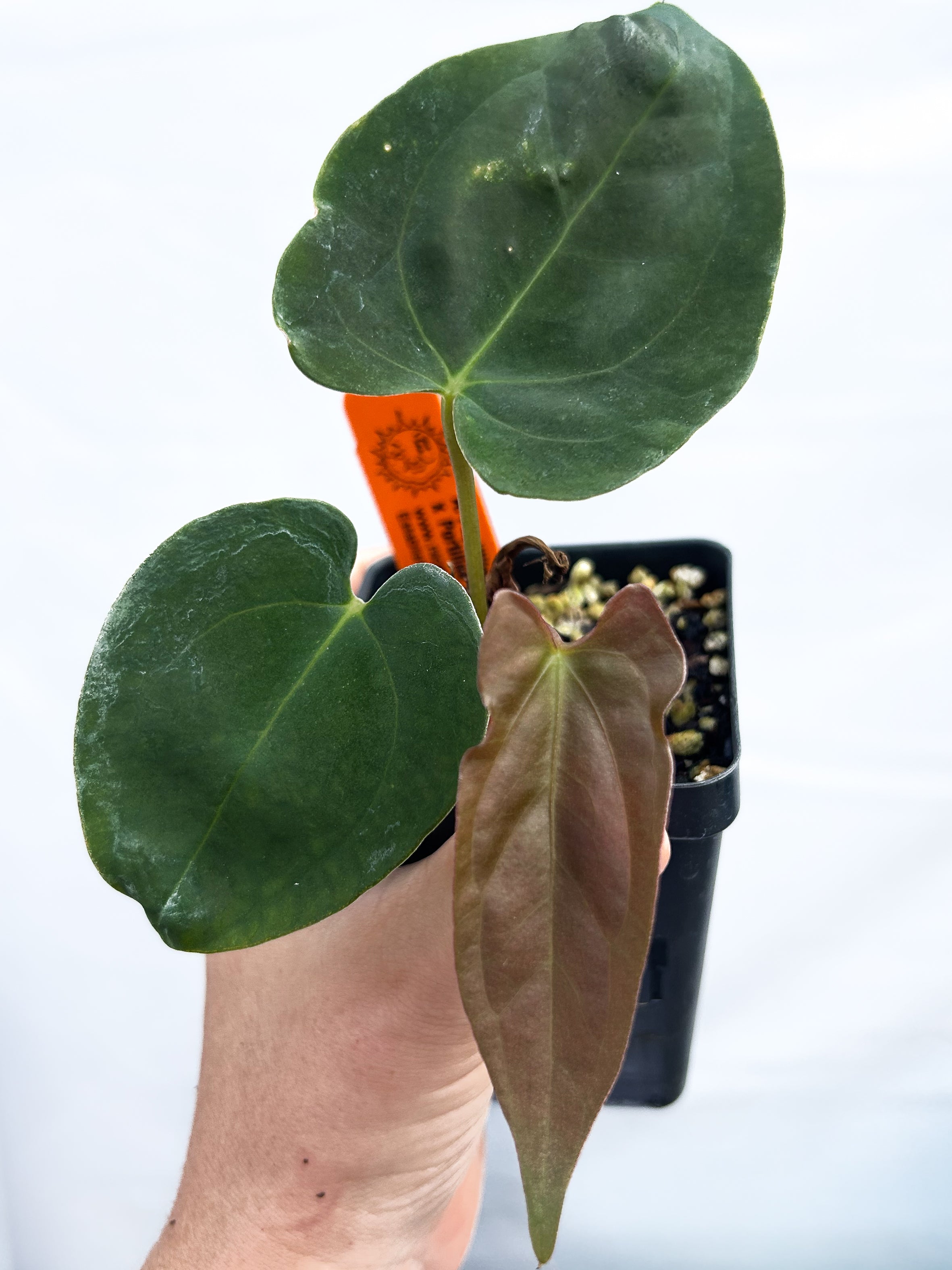 Anthurium Papillilaminum 'New Pap #1' X Portillae 'NSE Dewey Fisk Clone' (A20) - seed-grown Anthurium hybrid from Nice Plants Good Pots