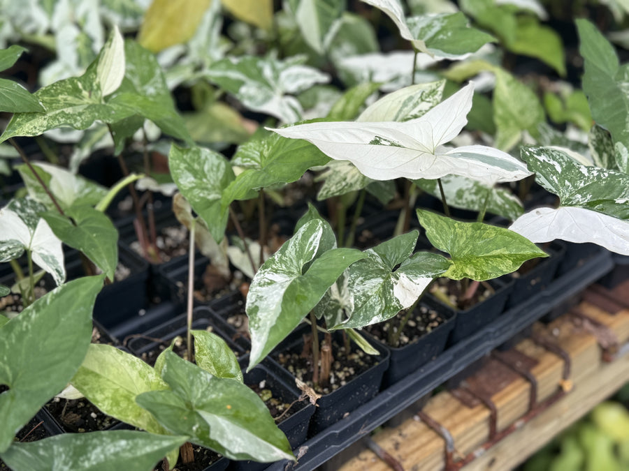 Syngonium Podophyllum Albo Variegata