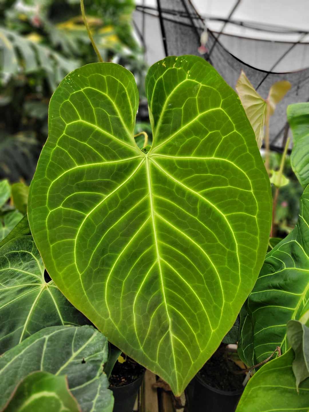 Anthurium (Tim Anderson Magnificum x Papillilaminum ) x (Indonesian Crystallinum x Papillilaminum) - Grower's Choice - Nice Plants Good Pots