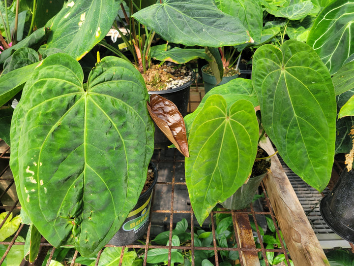 Anthurium Papillilaminum Ree Gardens X A. Ree Gardens Non Besseae