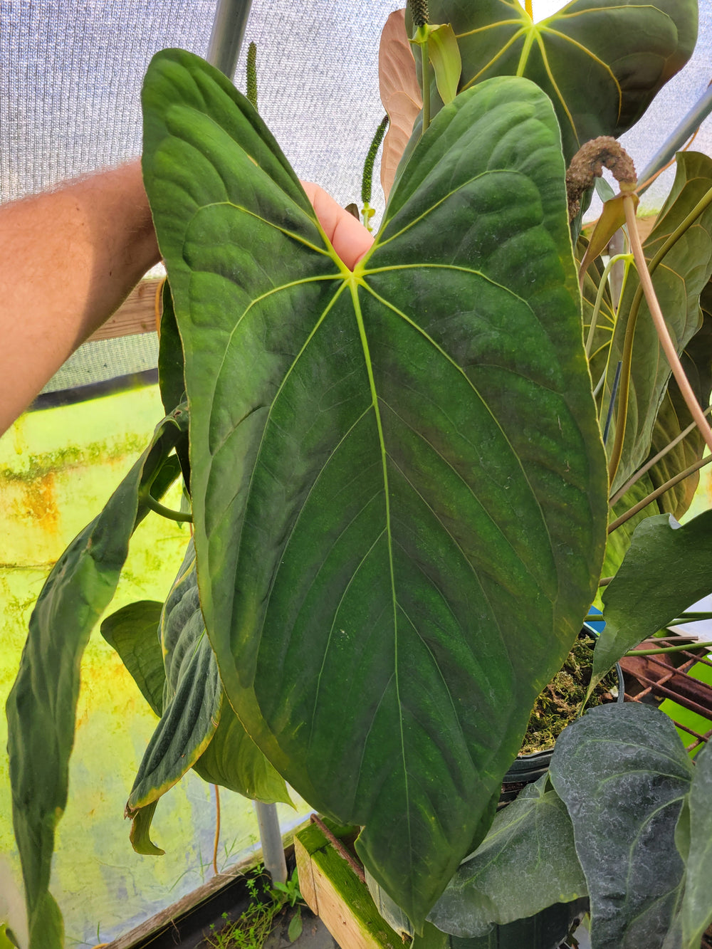 Anthurium Hoffmannii X x Ree Gardens Papillilaminum - Anthurium Seedling - Grower's Choice - Nice Plants Good Pots