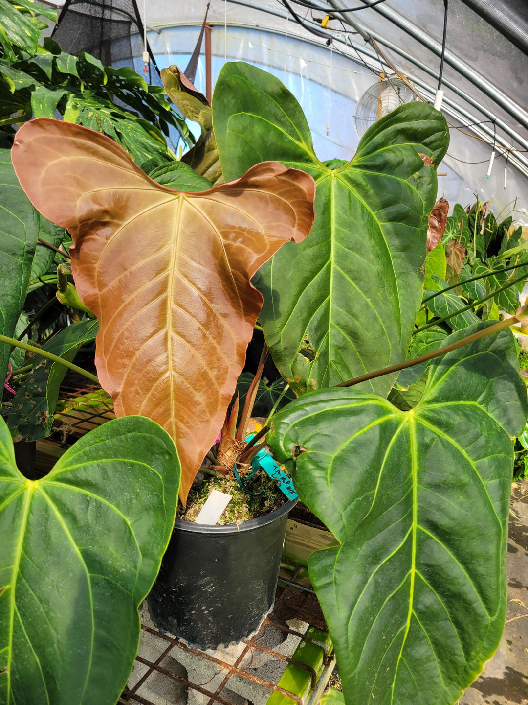 Anthurium Doc Block F2 Purple x A. Rotundatum X