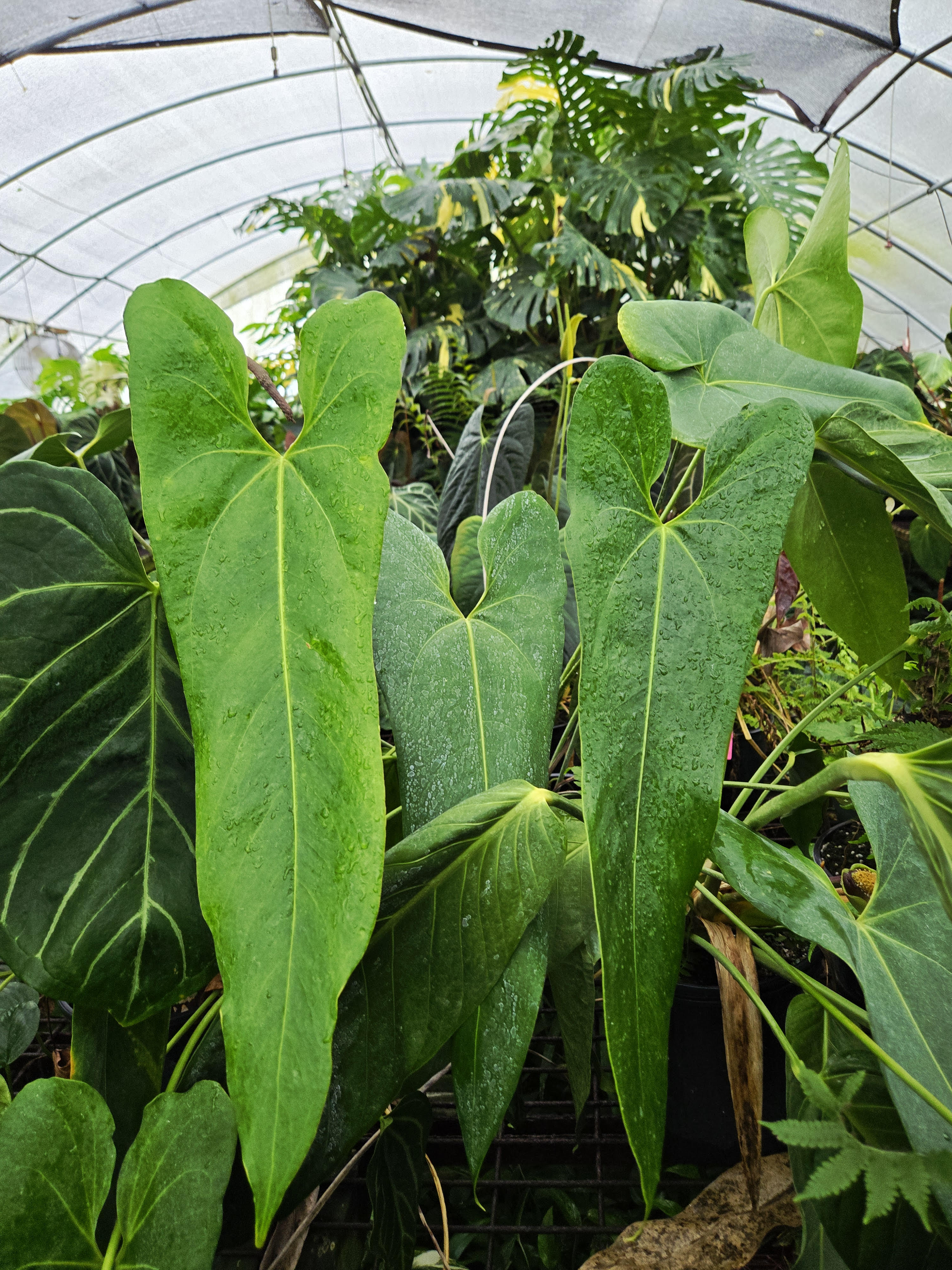 Anthurium Verapazense seedling (SP05)