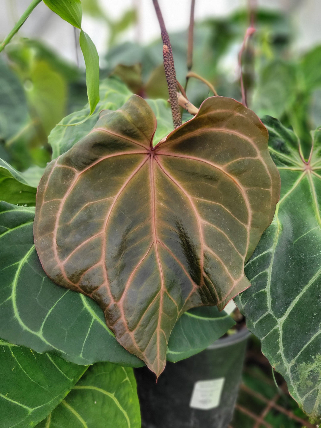 Anthurium Tim Anderson Crystal Black x A. Ree Gardens Non-Besseae