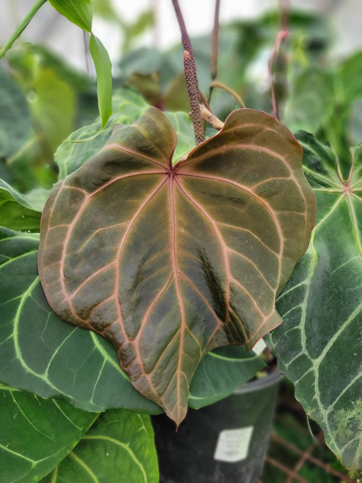 Anthurium Tim Anderson Crystal Black x A. Ree Gardens Non-Besseae