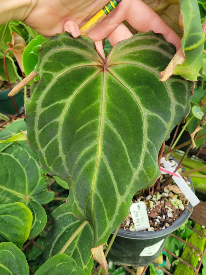 Anthurium Tim Anderson Crystal Black x A. Ree Gardens Non-Besseae