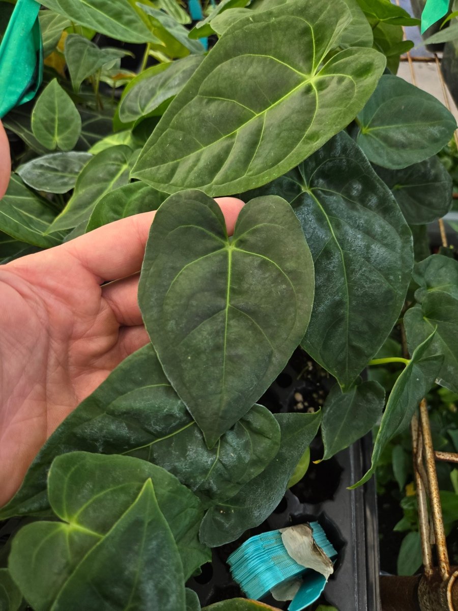 A. Hoffmannii 'Ree gardens' [John Banta] x Self (A1) - Nice Plants Good Pots