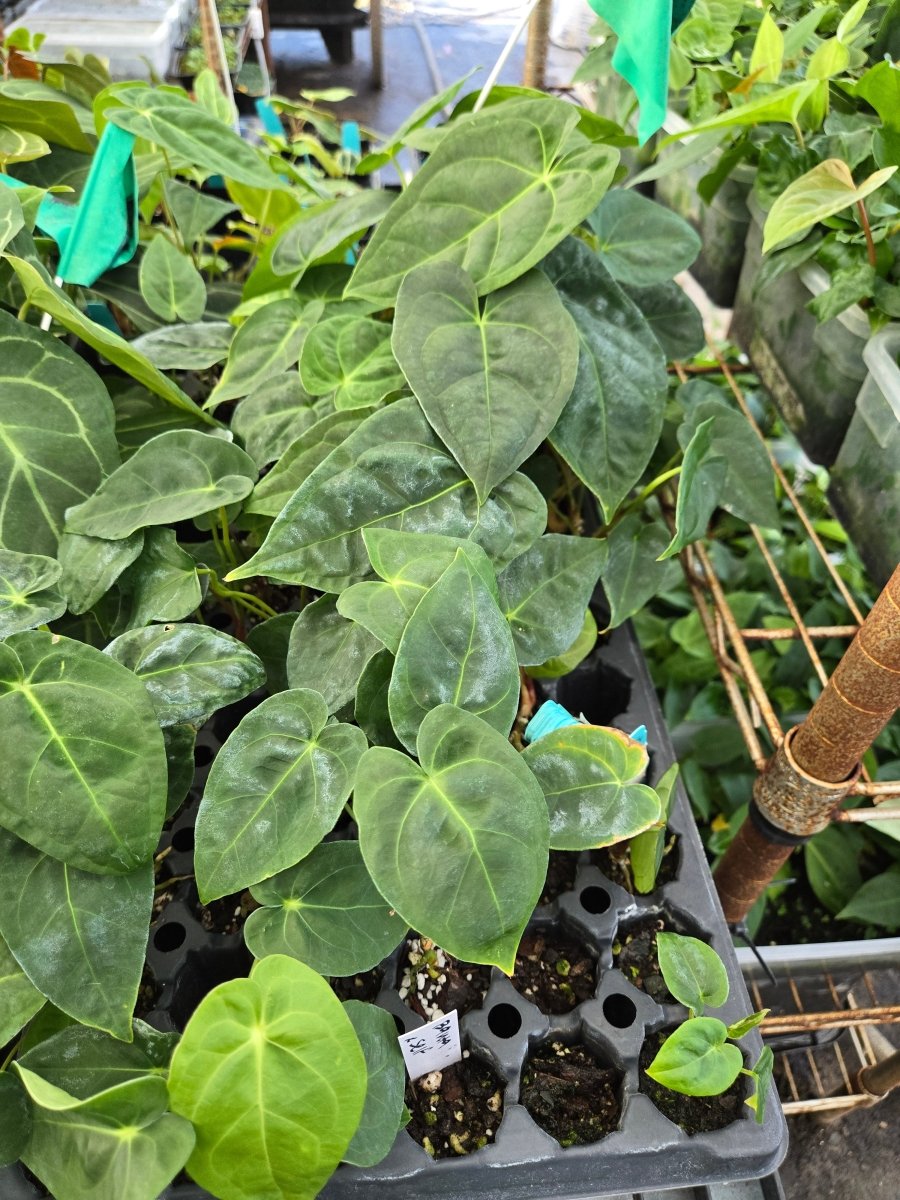 anthurium hoffmanii Anthurium 'Ree Gardens Hoffmannii John Banta' x self – Nice Plants Good Pots